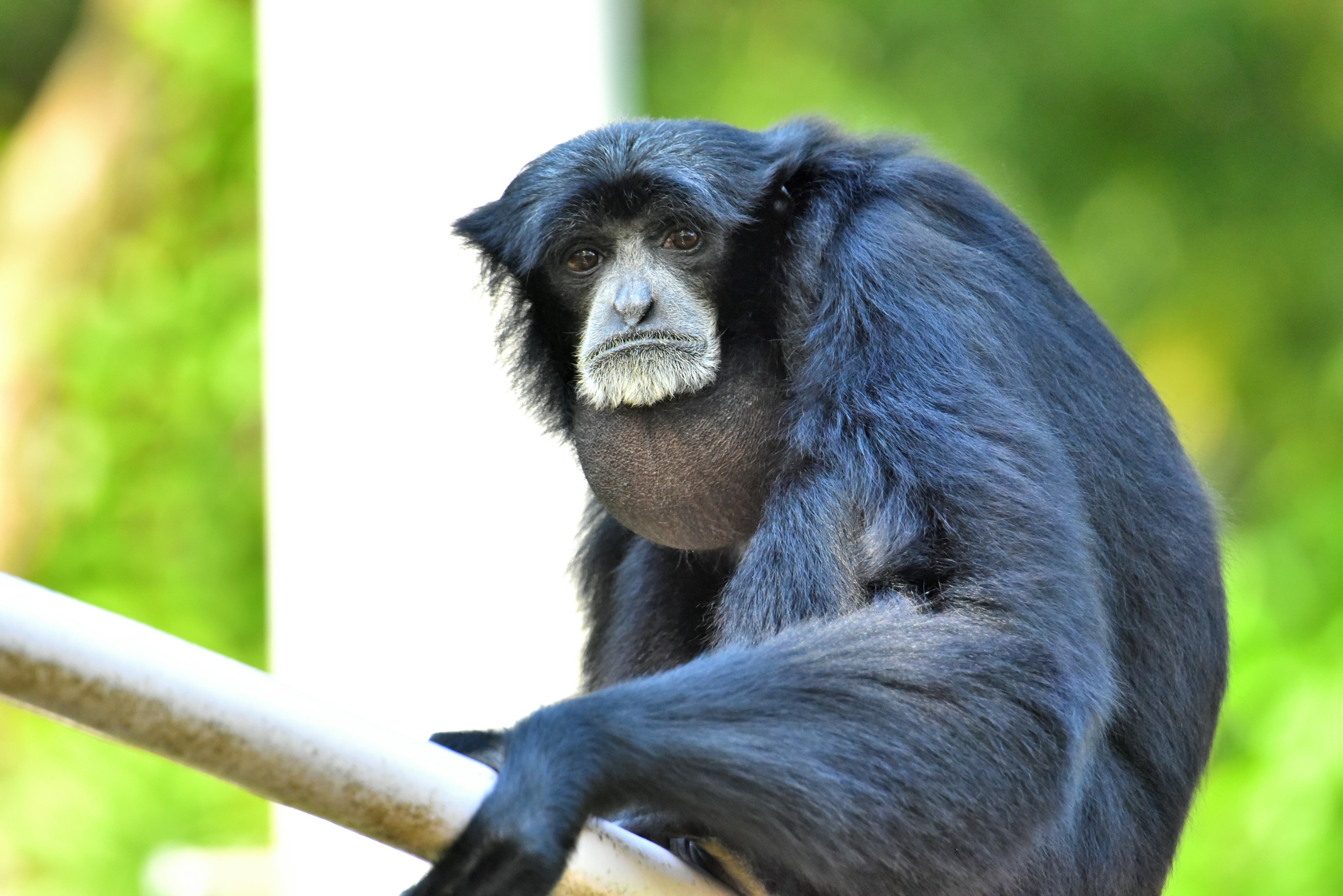 A black-furred monkey leaning on a wooden pole