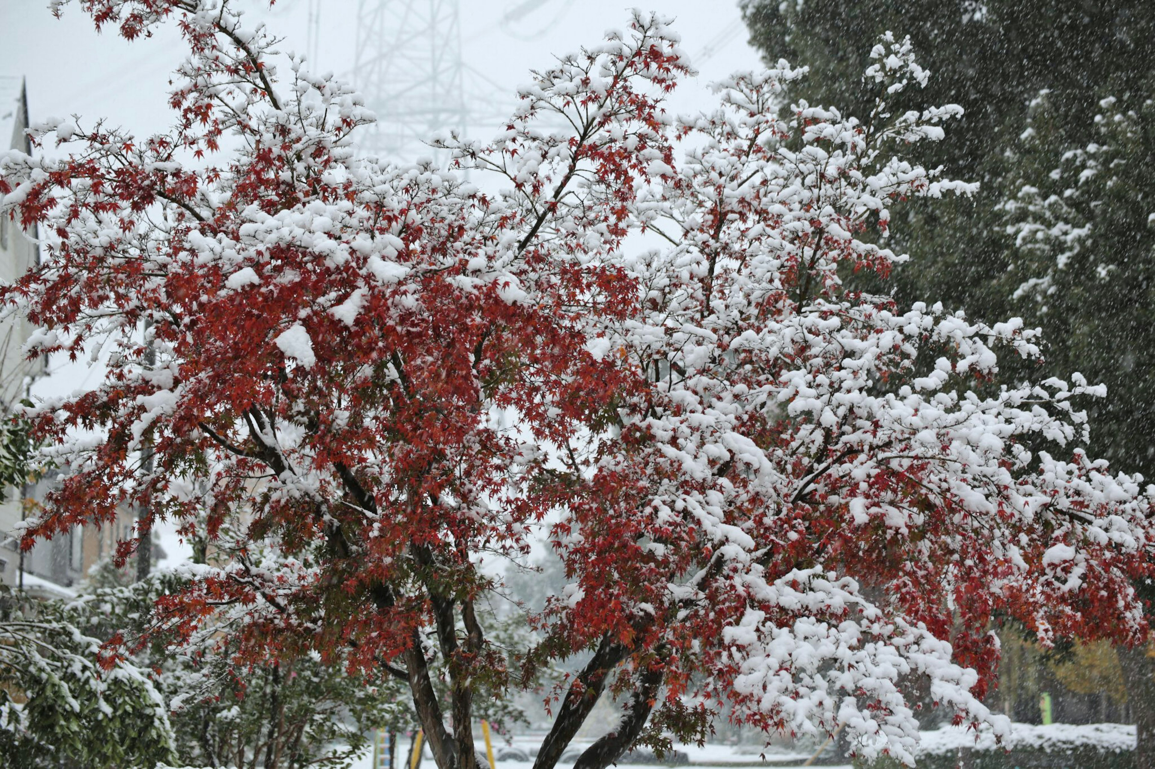 Baum mit roten Blättern, bedeckt mit Schnee