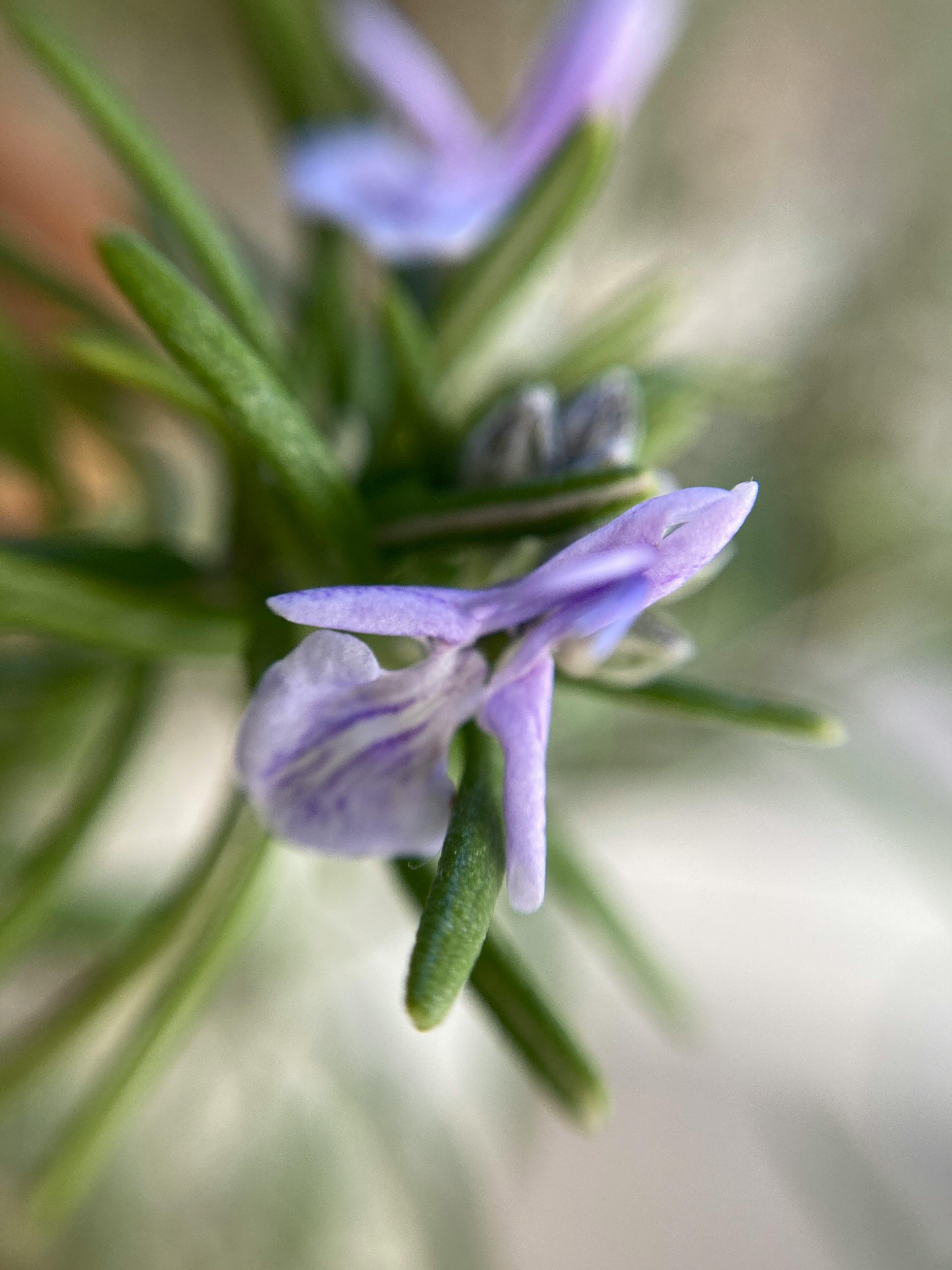 Close-up rosemary dengan bunga ungu