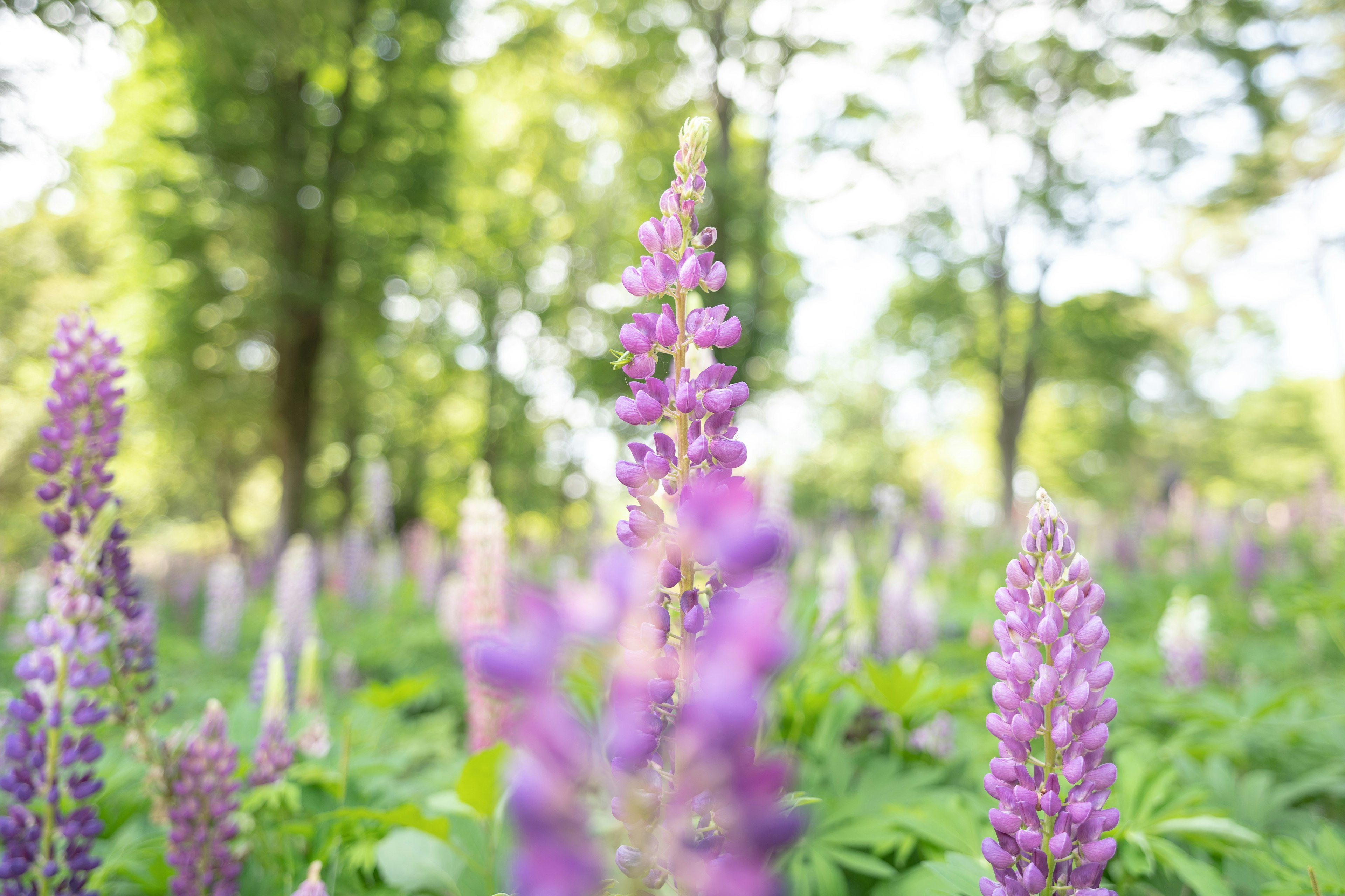 紫色のルピナスの花が咲く緑の草原の風景