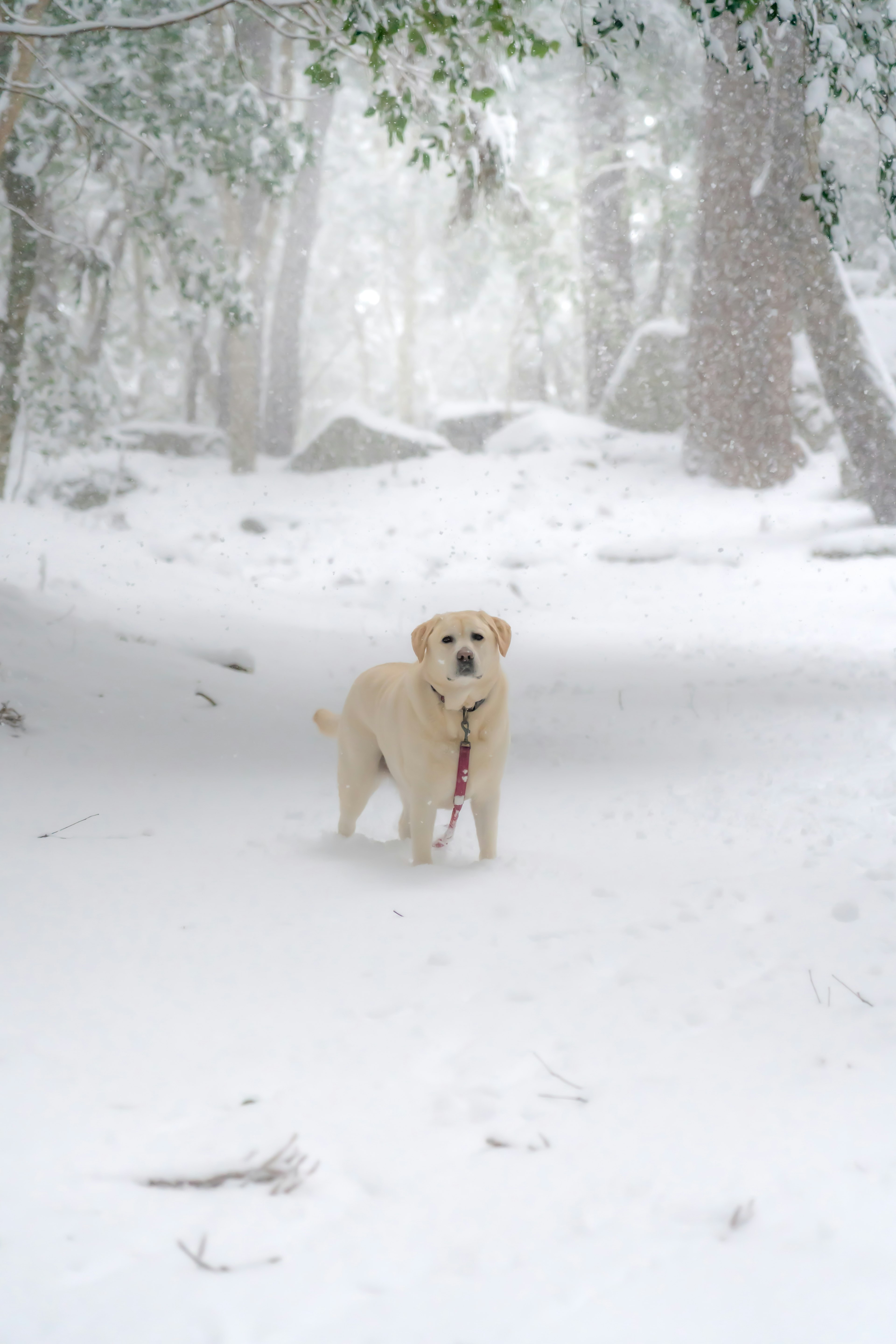 Un chien se tenant dans une forêt enneigée