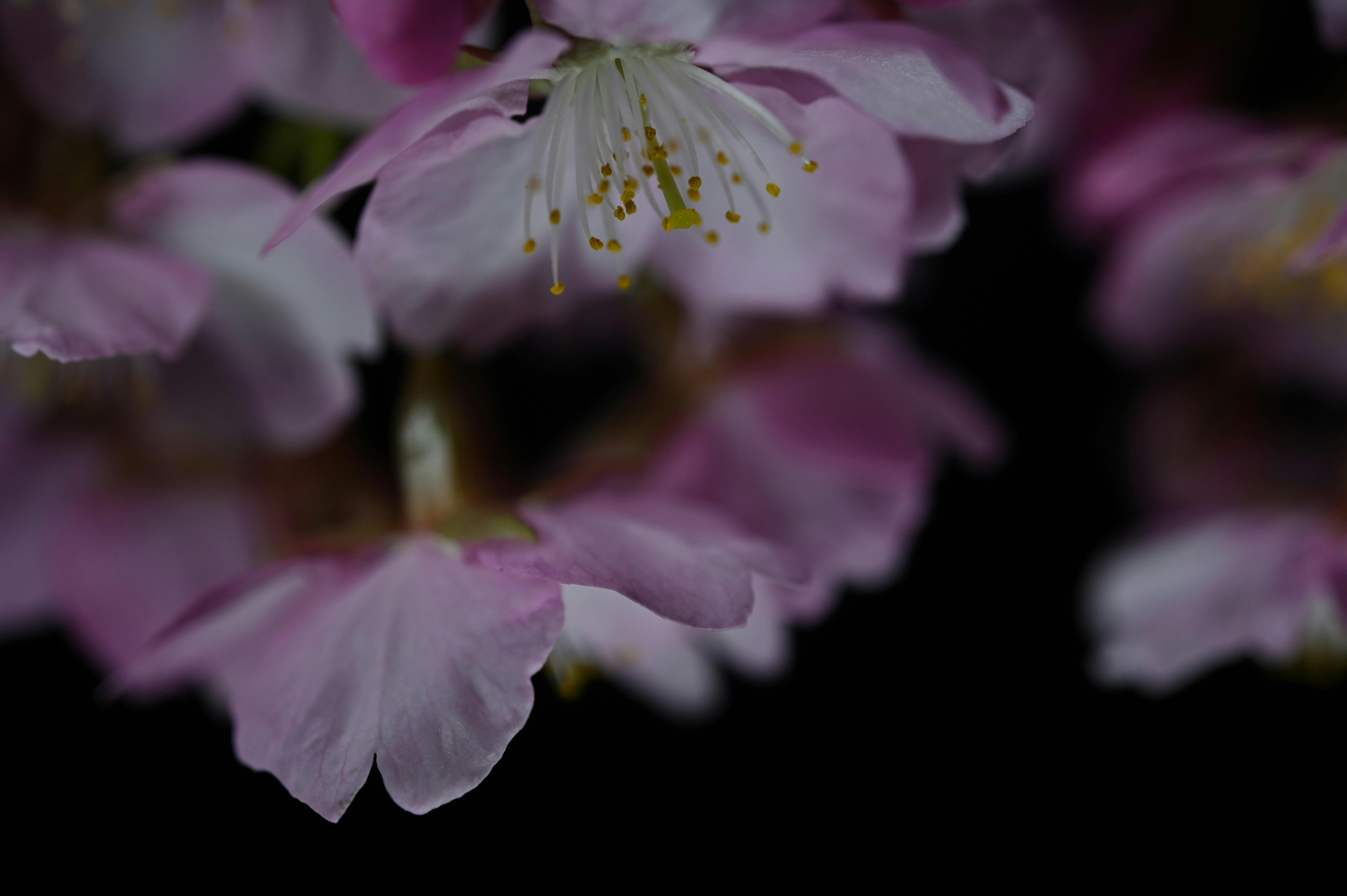 Beautiful cherry blossom petals stand out against a dark background