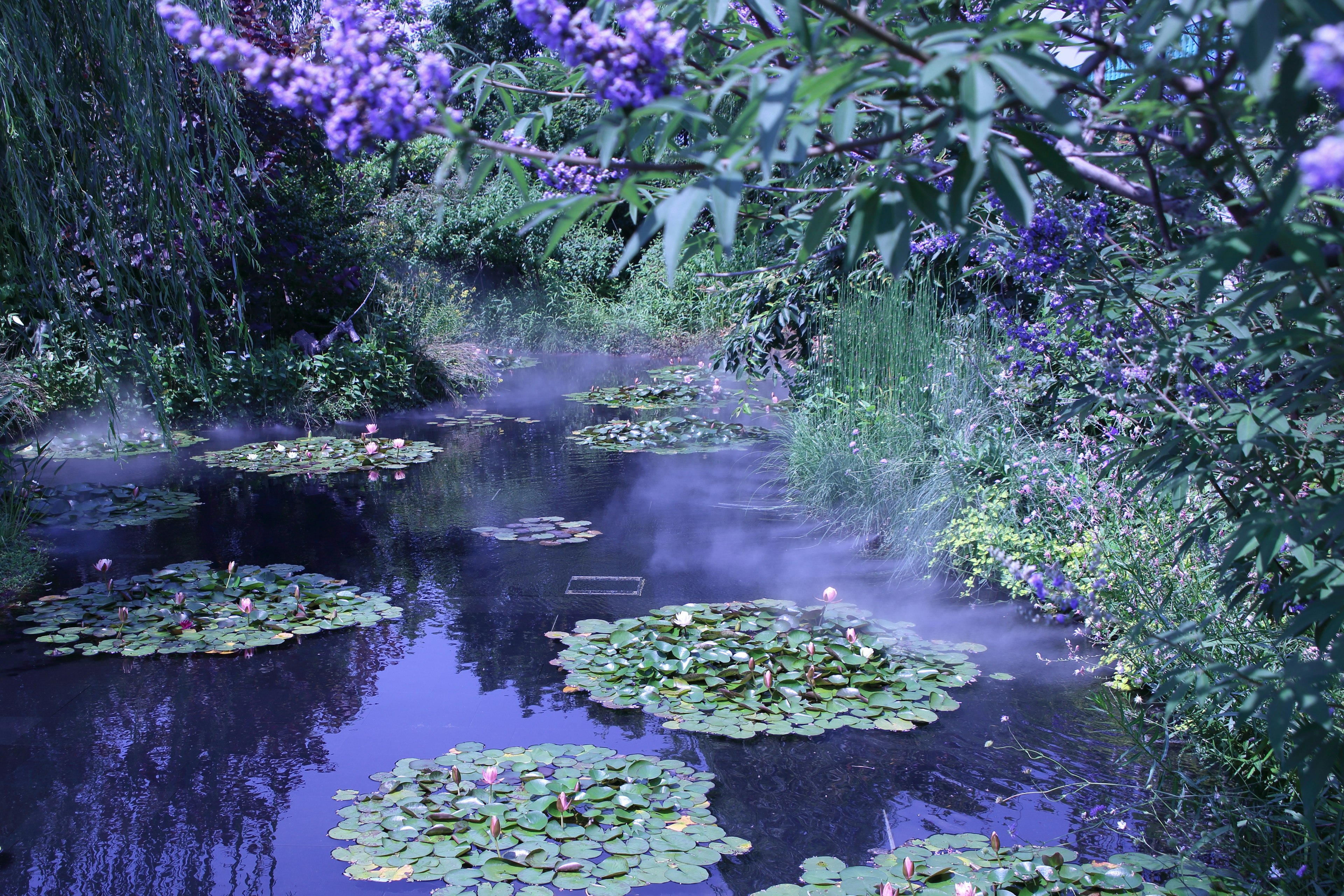 Fior di loto che galleggiano su uno stagno sereno circondato da fiori viola