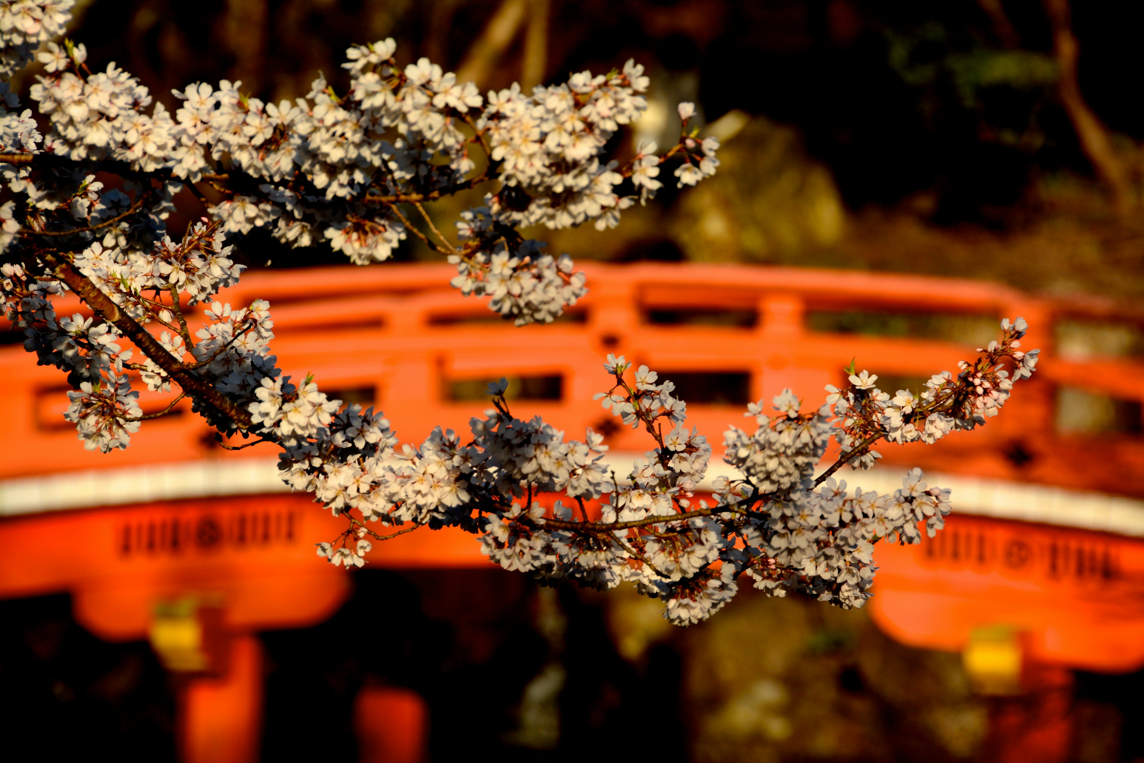 Fleurs de cerisier encadrant une scène de pont rouge