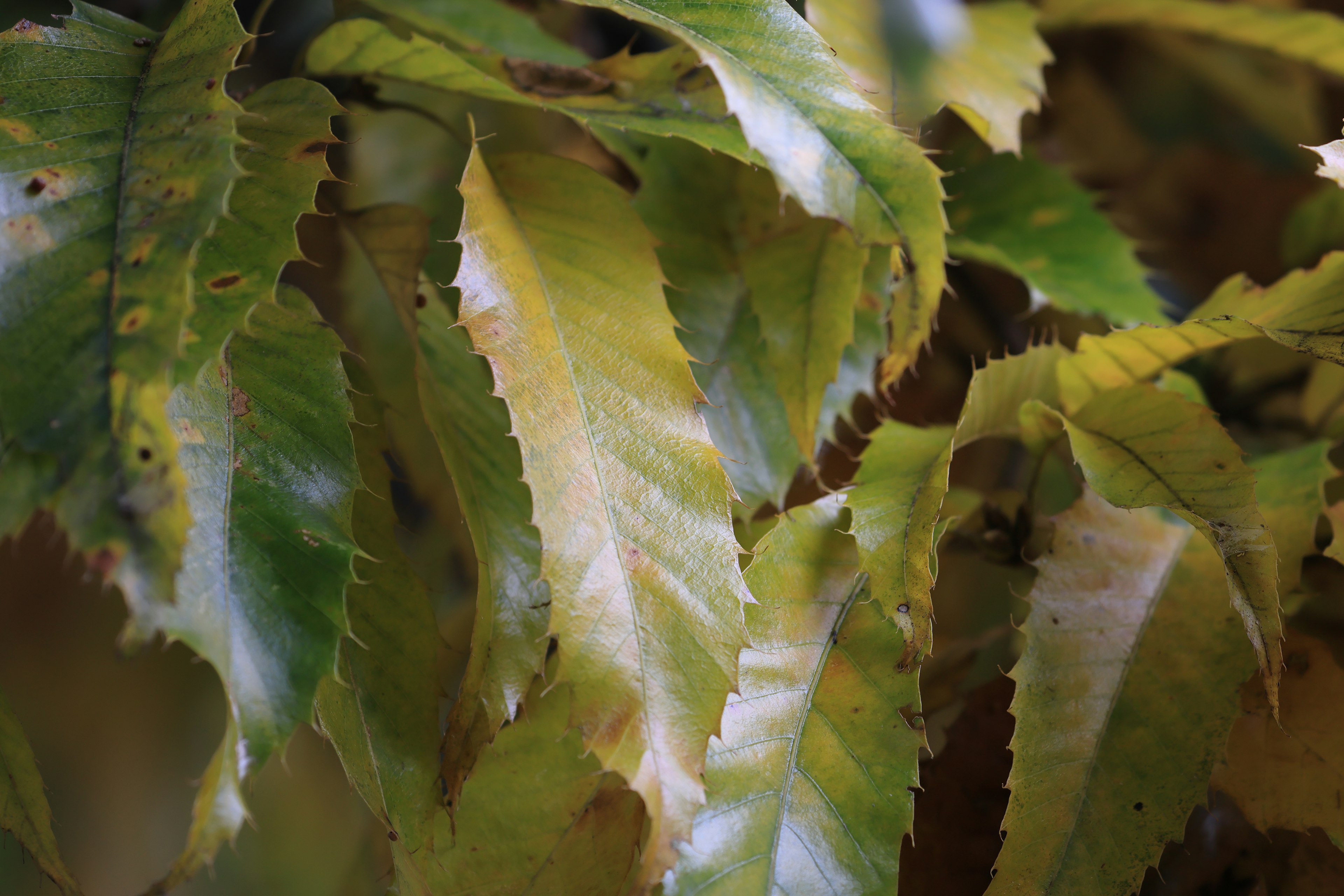 Feuilles vertes et jaunes se chevauchant avec une texture