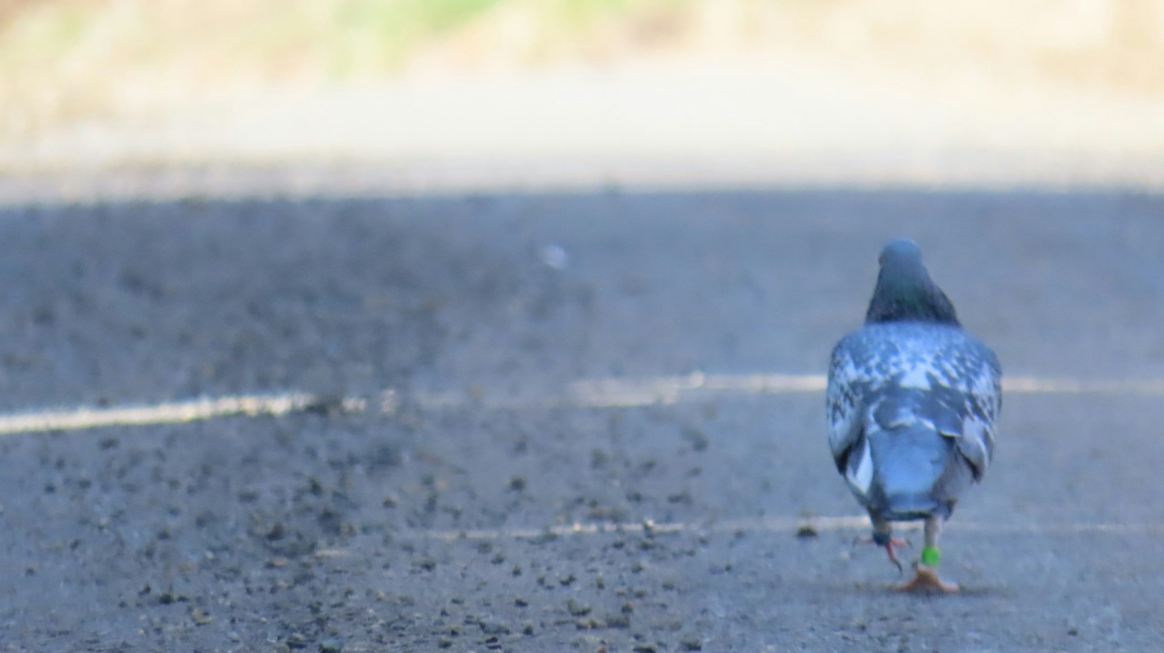 Un pigeon marchant sur une route