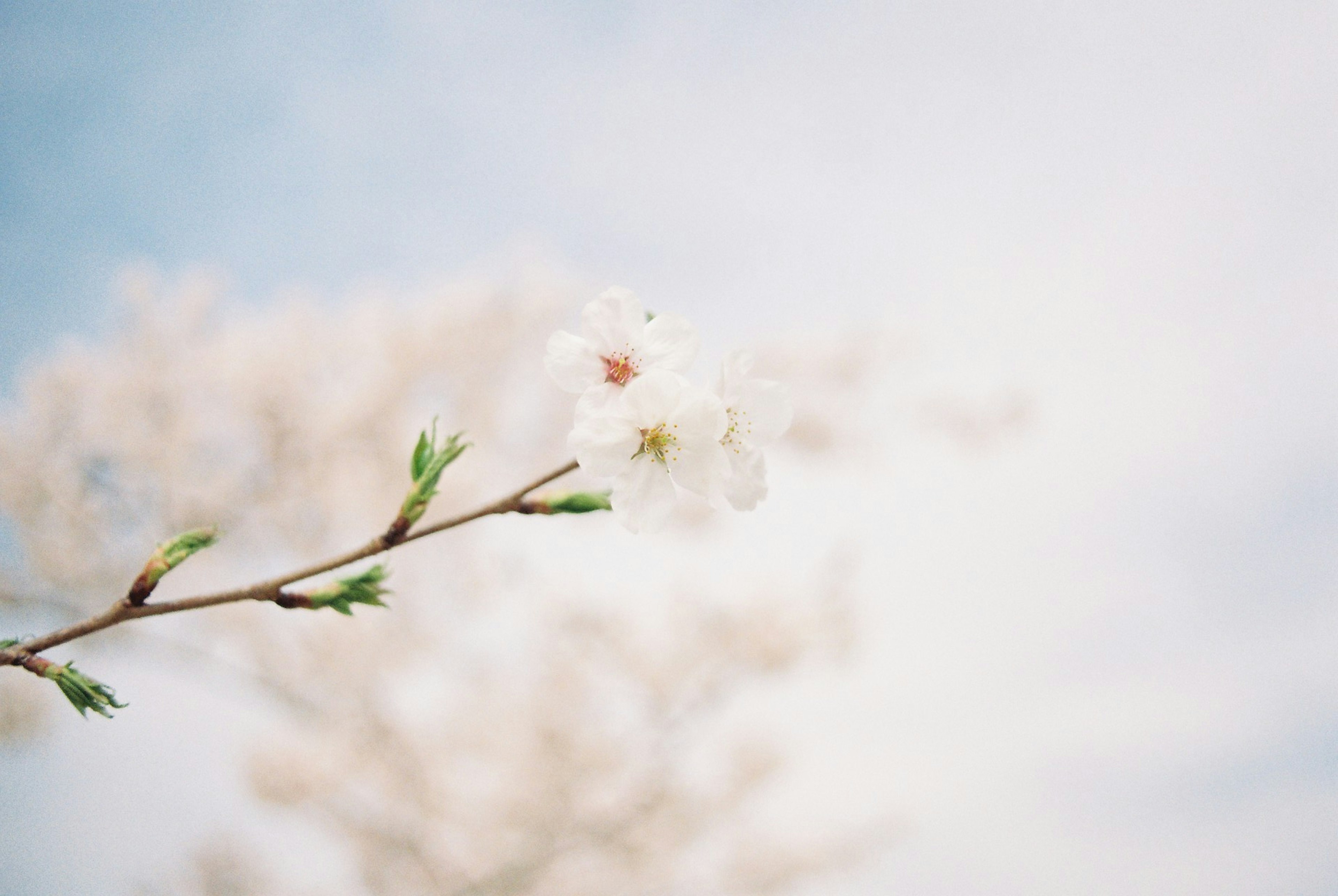 Zweig mit Kirschblüten vor unscharfem Hintergrund und blauem Himmel