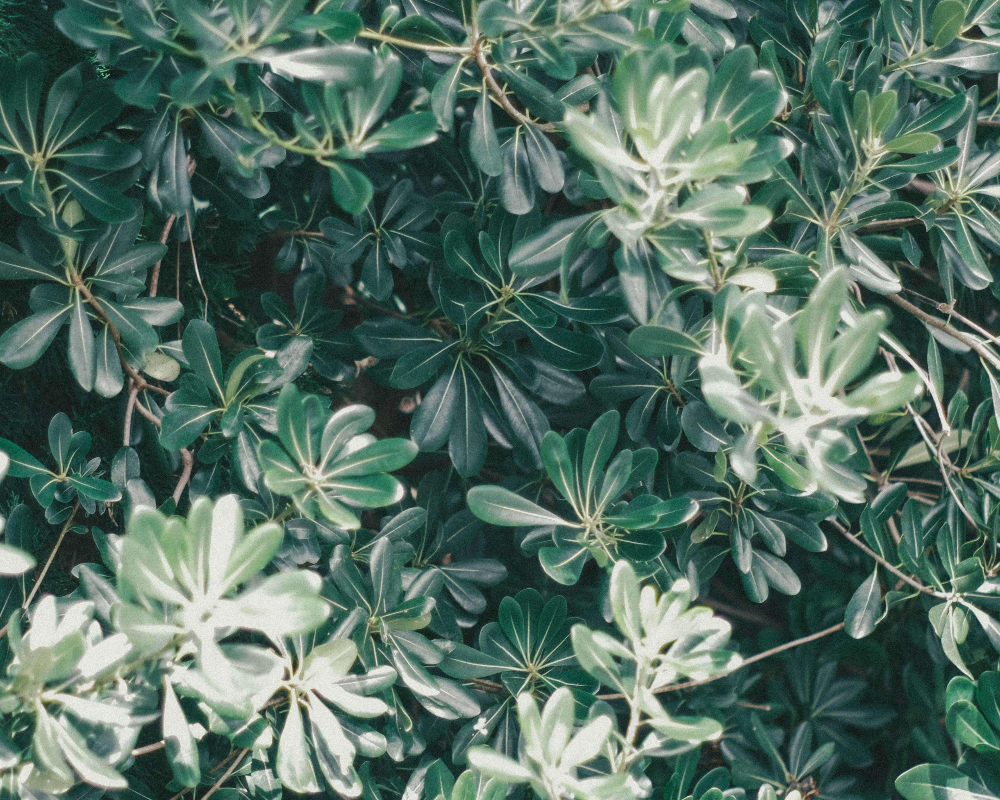 Close-up of lush green foliage with various leaf shapes