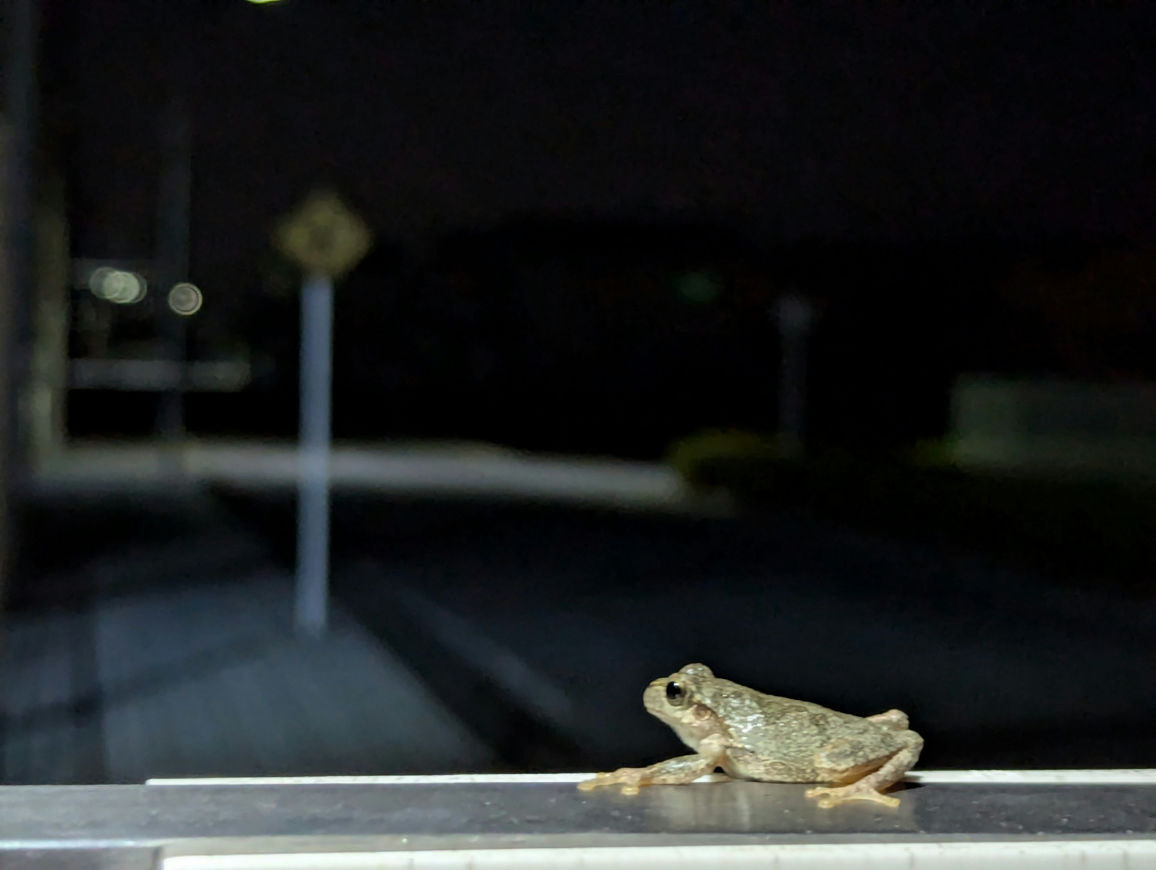 Une grenouille assise sur une rampe dans un cadre urbain nocturne