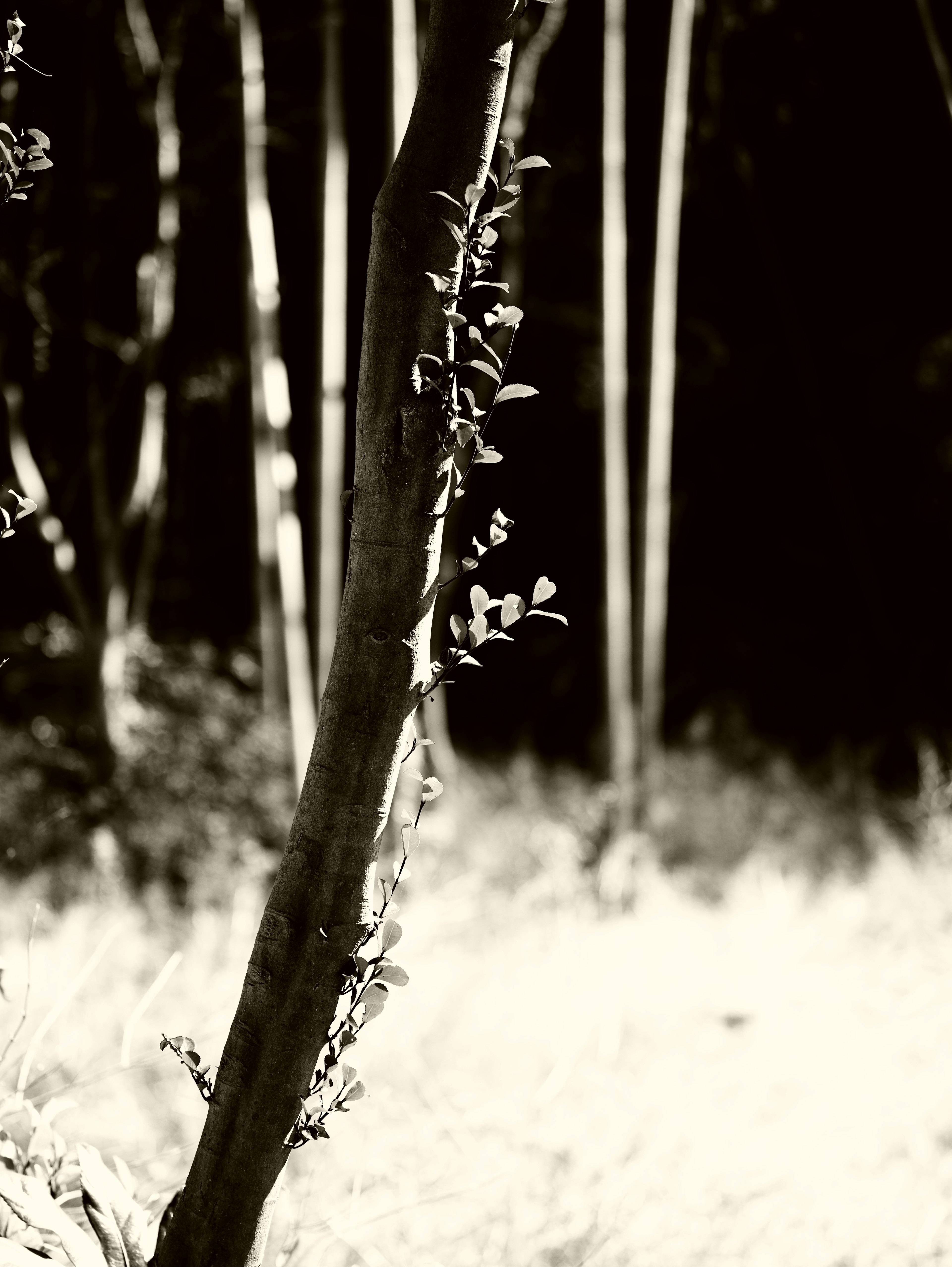 Tronco de árbol delgado con hojas verdes frescas en un bosque en blanco y negro