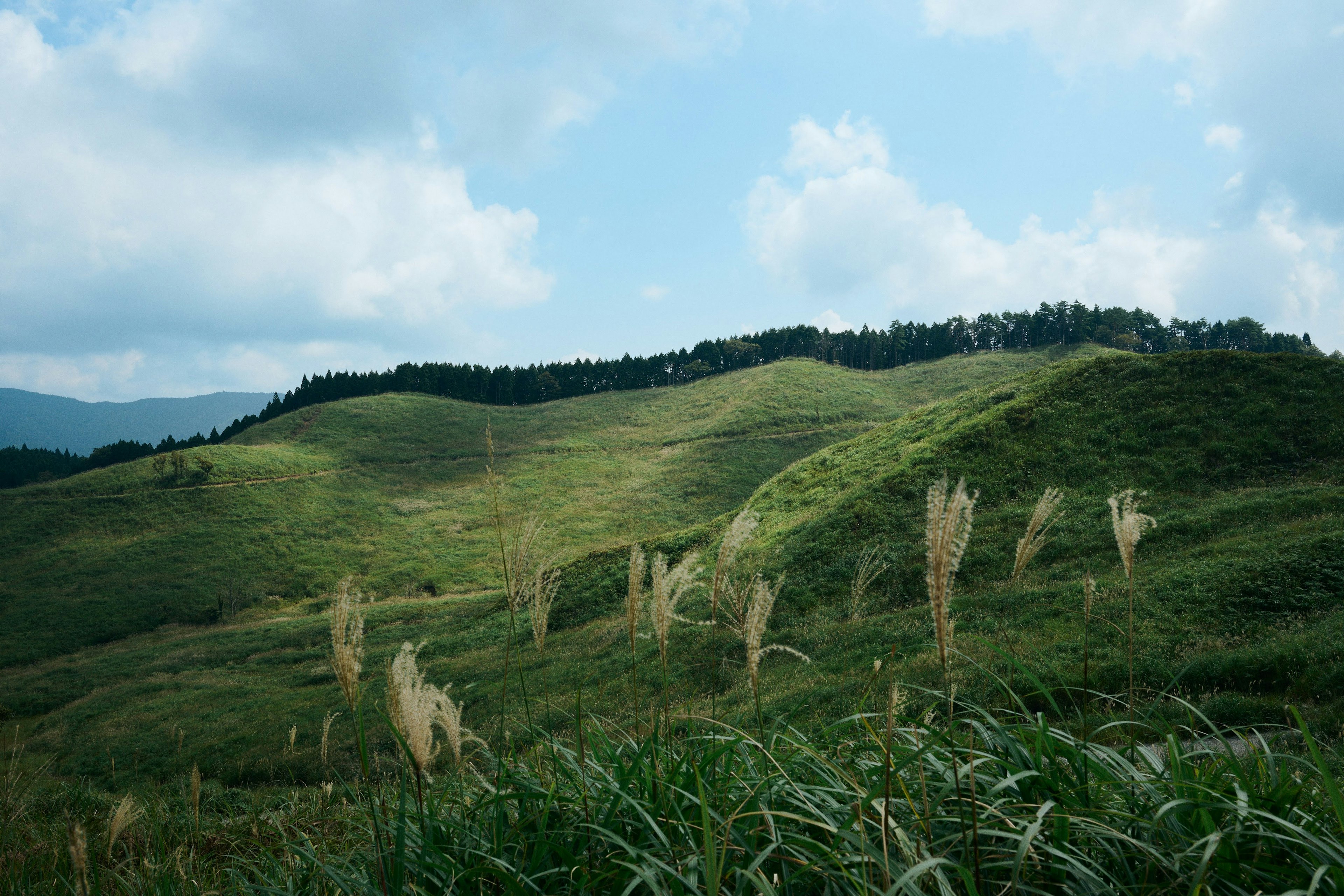 Perbukitan hijau di bawah langit biru dengan rumput yang melambai