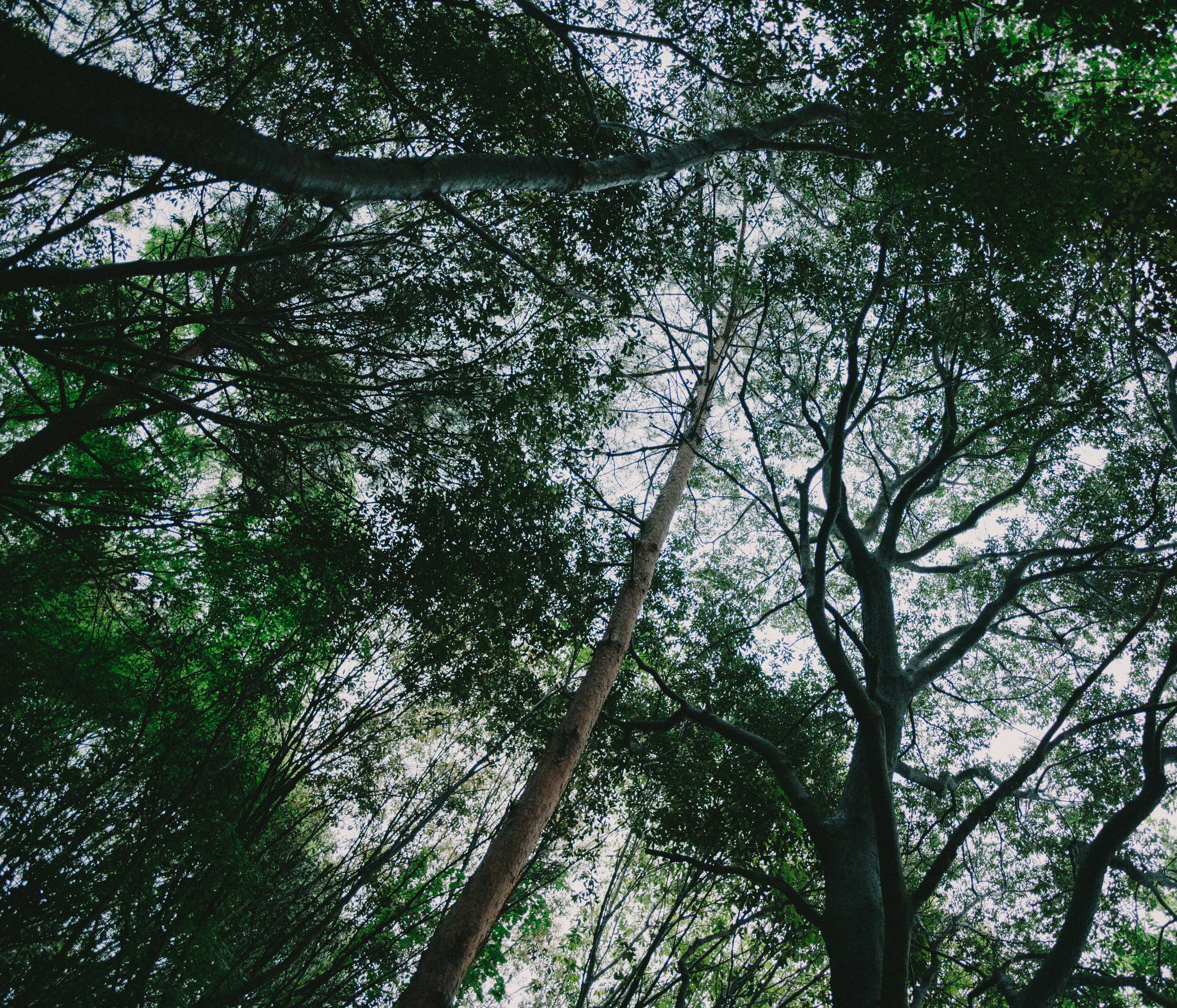 Pemandangan hutan rimbun melihat ke atas melalui cabang-cabang pohon