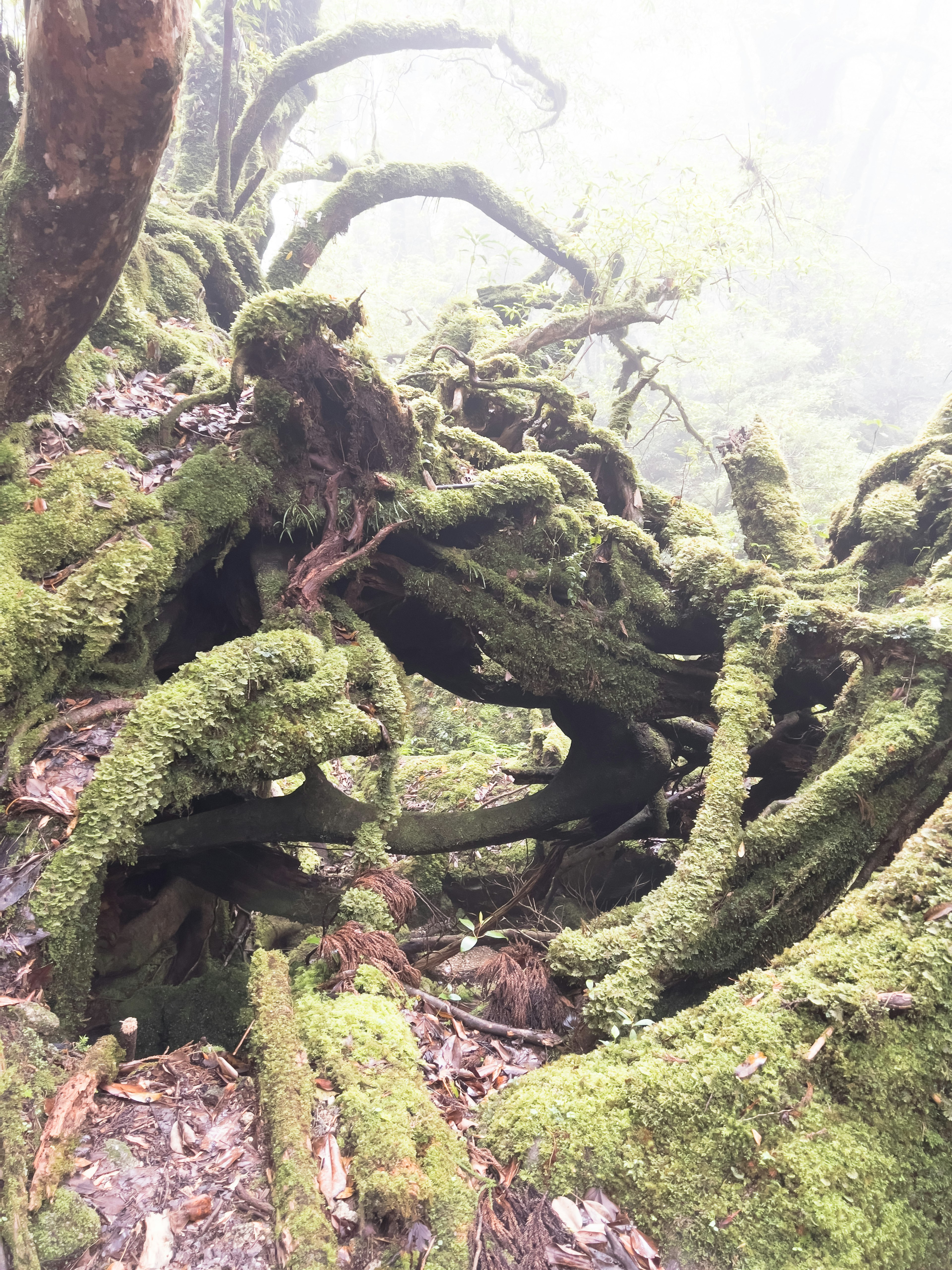 Estructura compleja de raíces y ramas cubiertas de musgo en la niebla