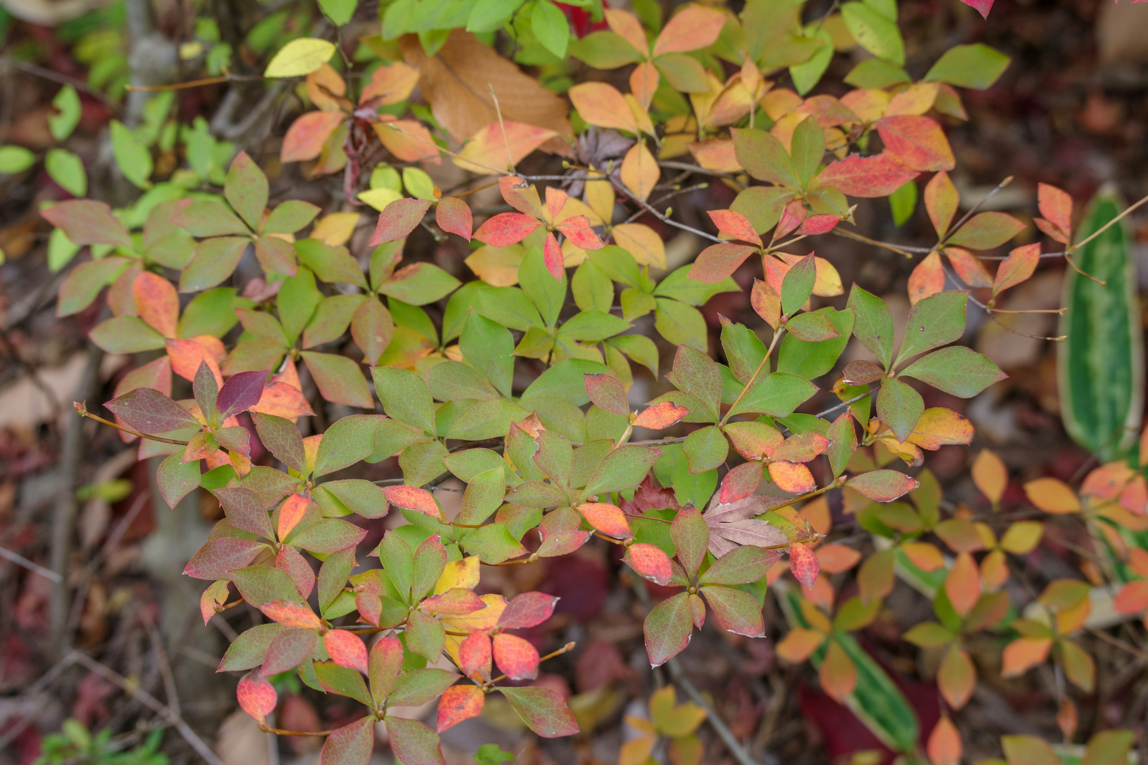 Primo piano di foglie colorate su una pianta