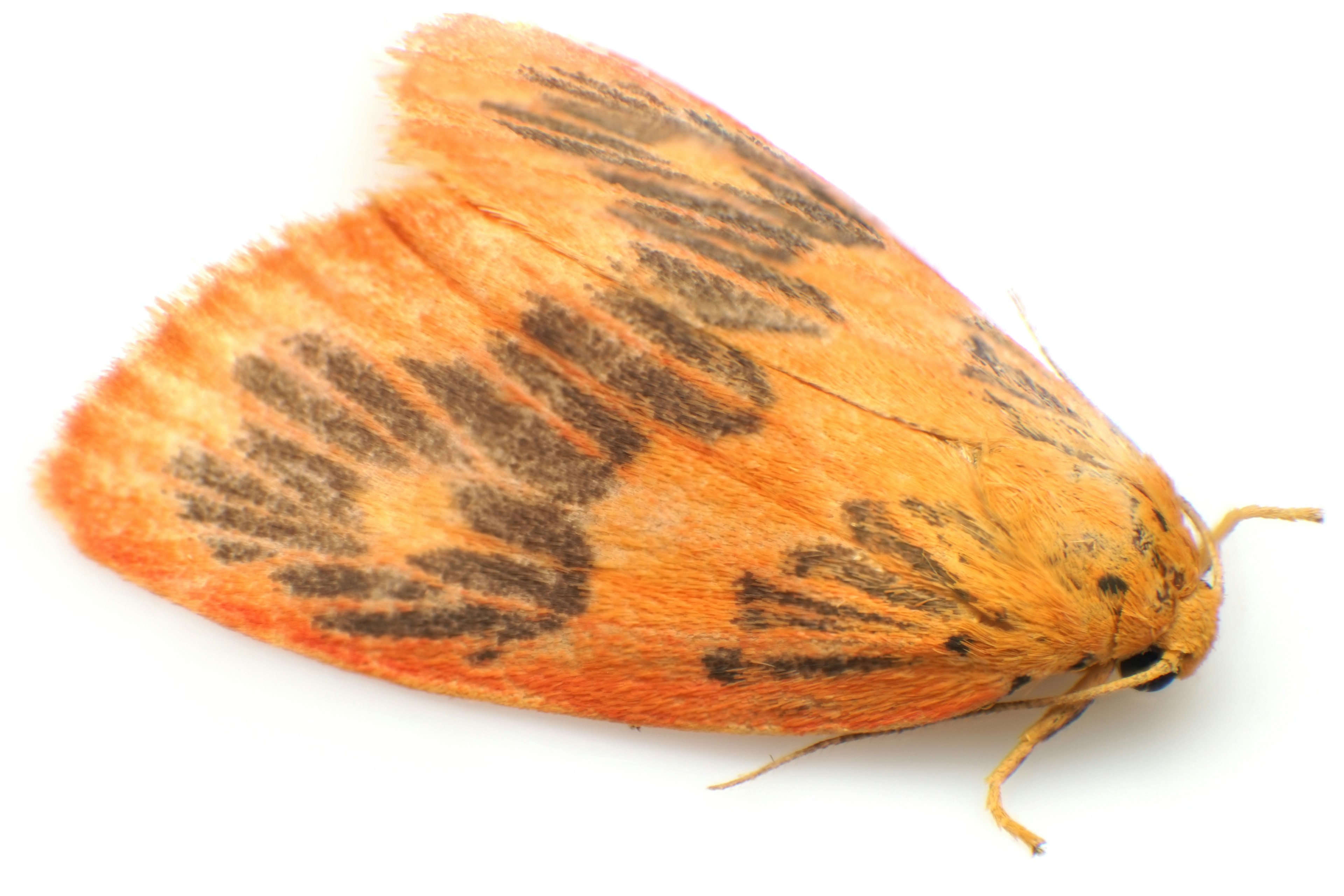 Insect with orange wings featuring black patterns