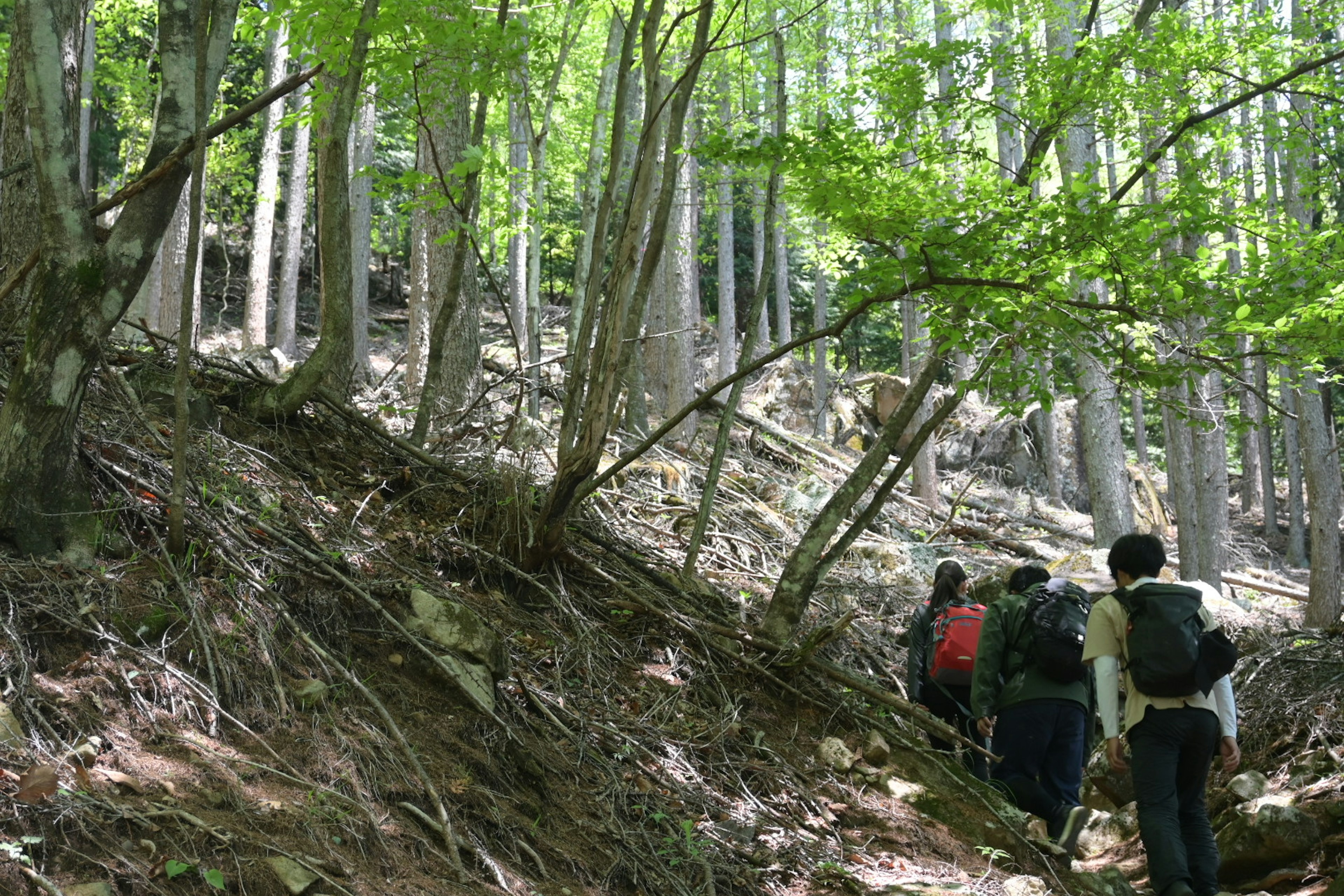 A group of hikers ascending through a lush green forest