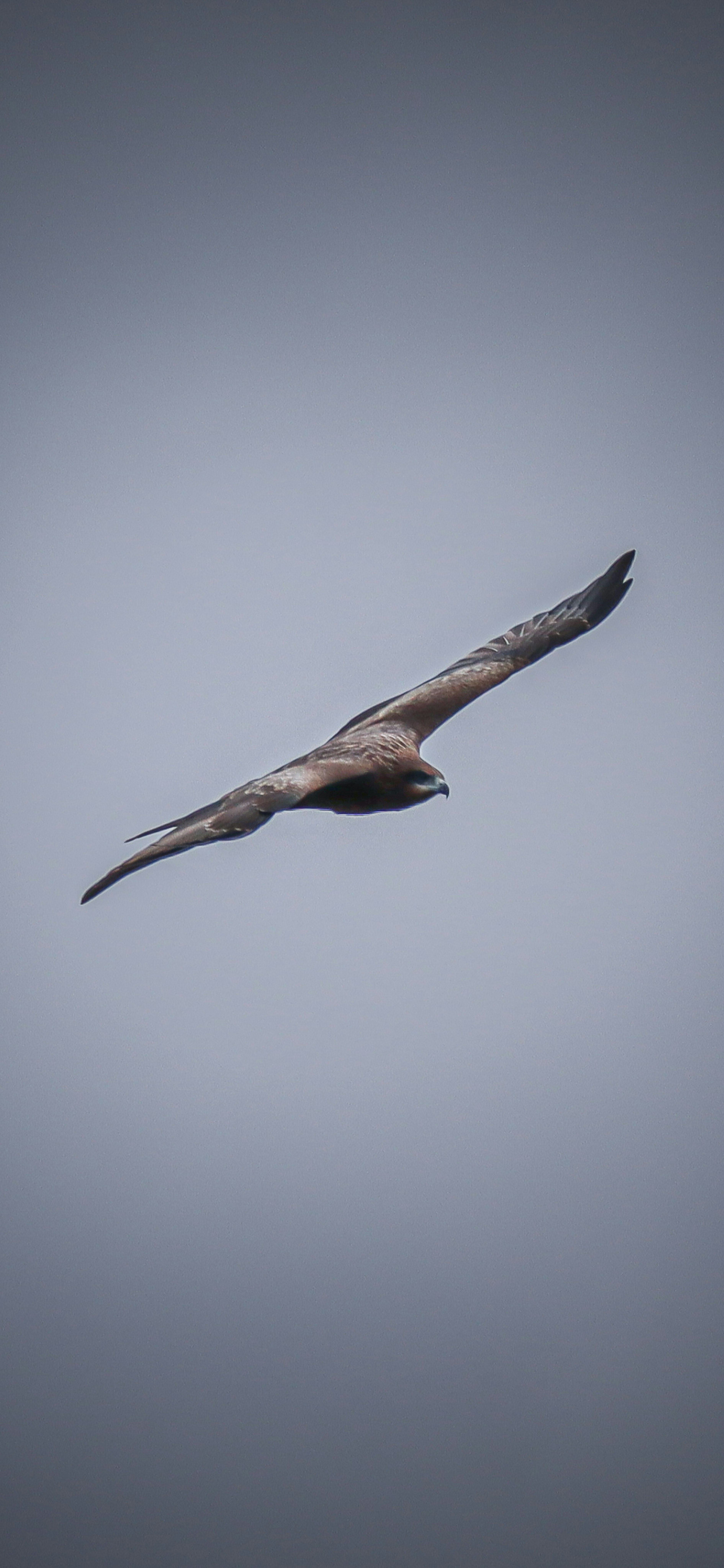 Silhouette eines großen Vogels, der am Himmel fliegt