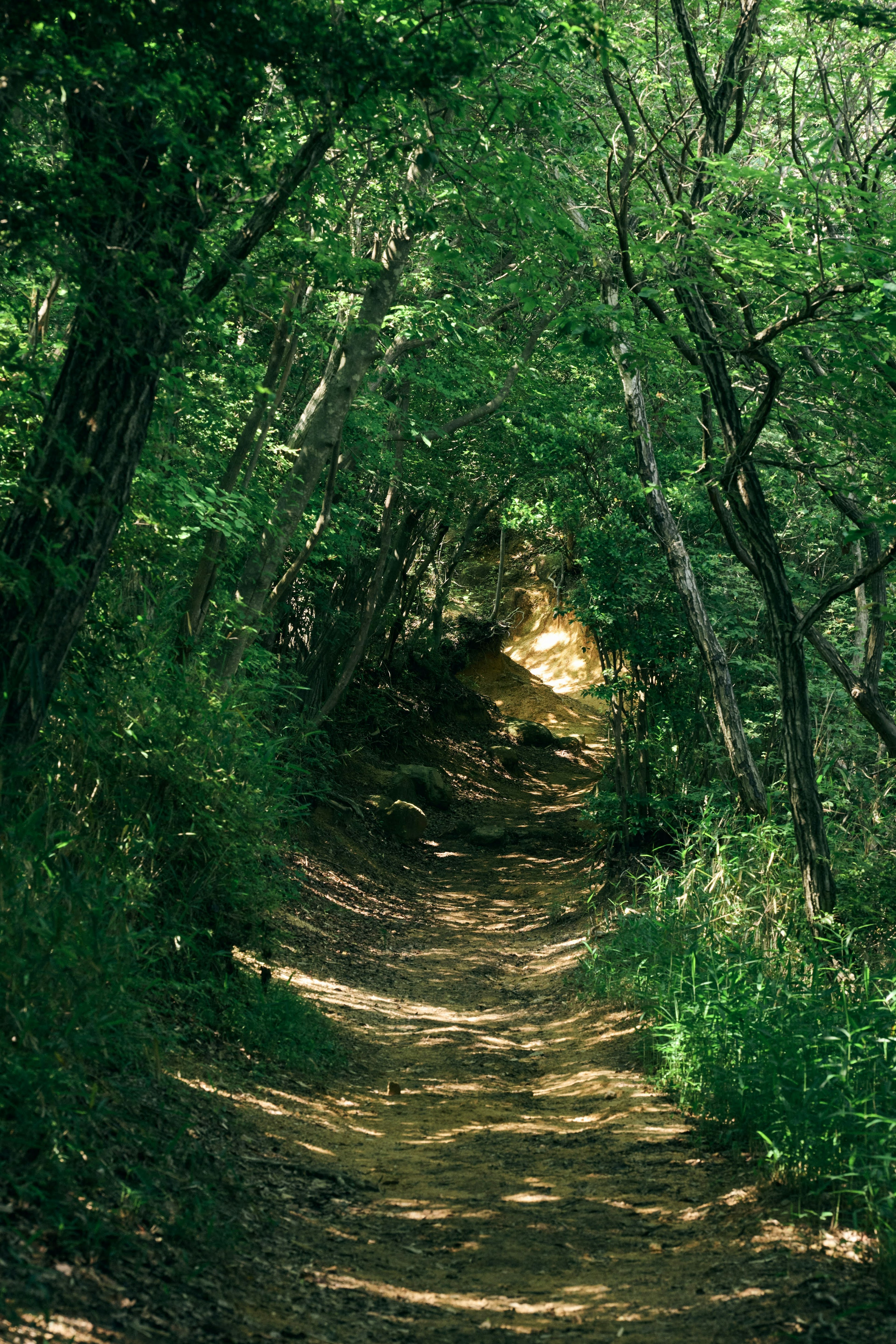 Sentier naturel entouré d'arbres verts luxuriants