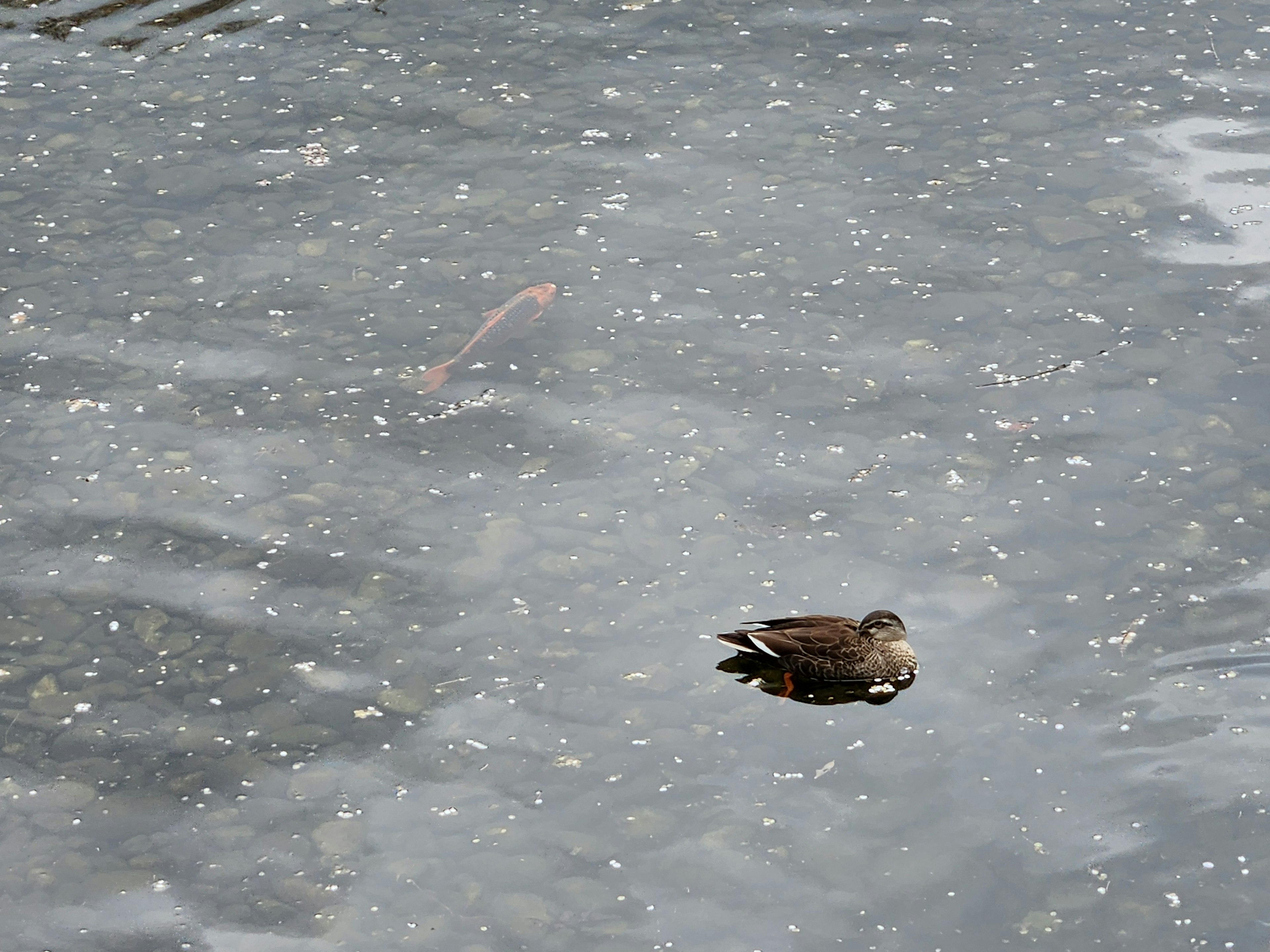 Ein kleiner Vogel, der auf der Wasseroberfläche schwimmt, mit Fischschatten