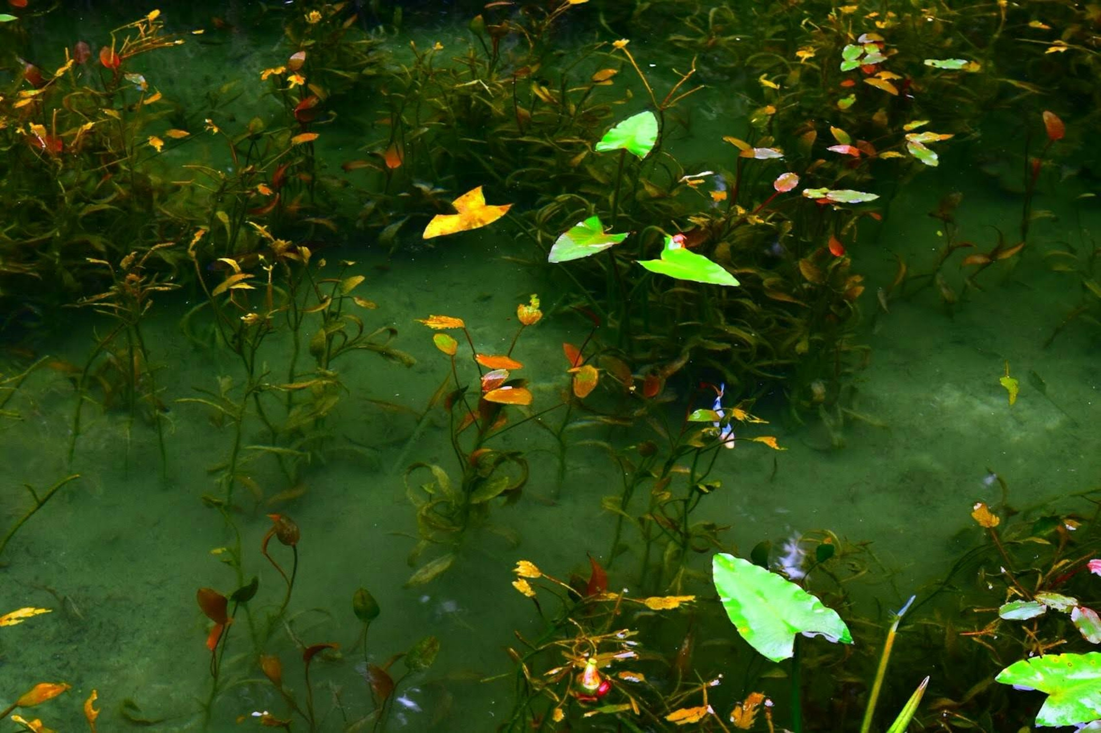 Escena de hojas verdes flotando en el agua con plantas acuáticas coloridas