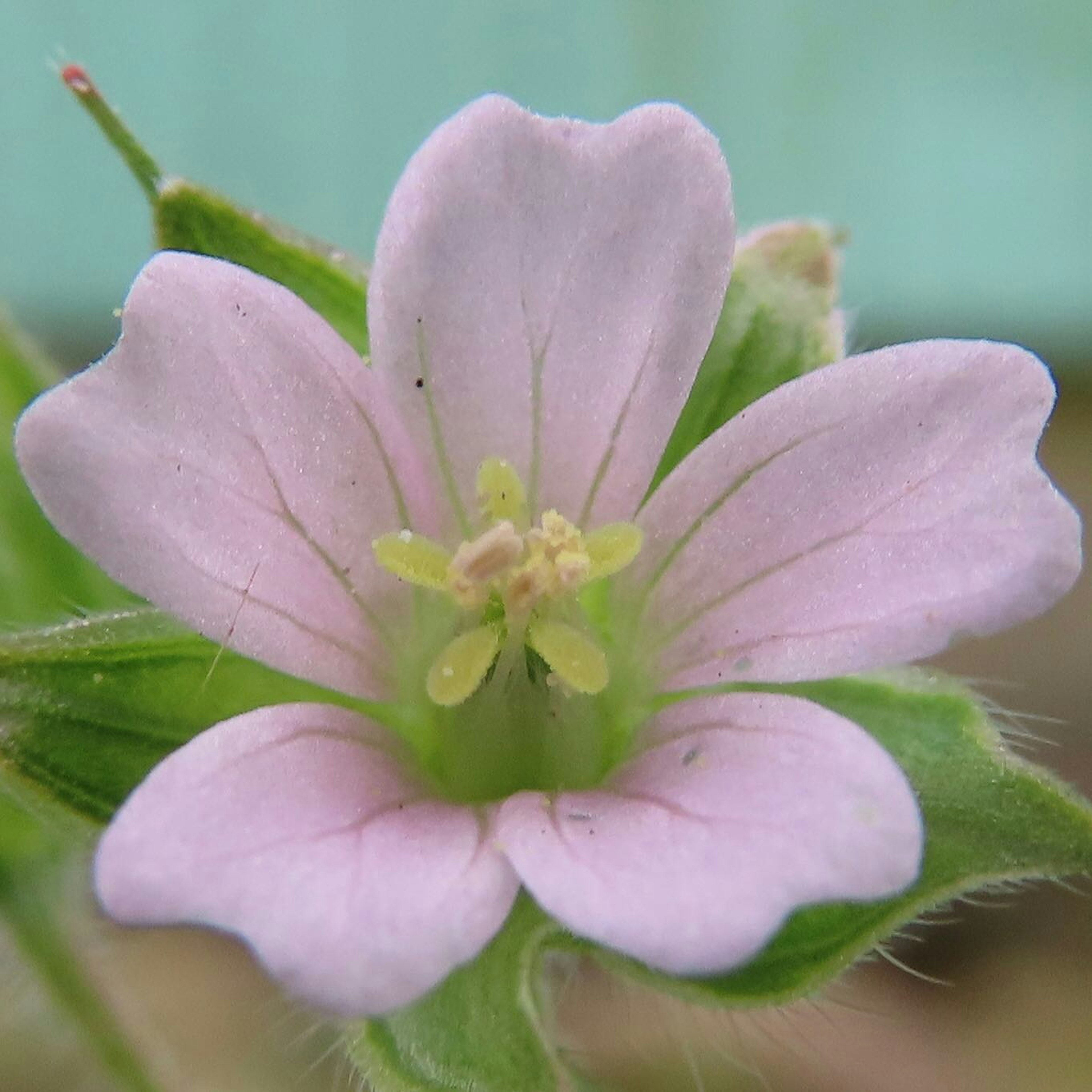 Primo piano di un fiore rosa chiaro con foglie verdi