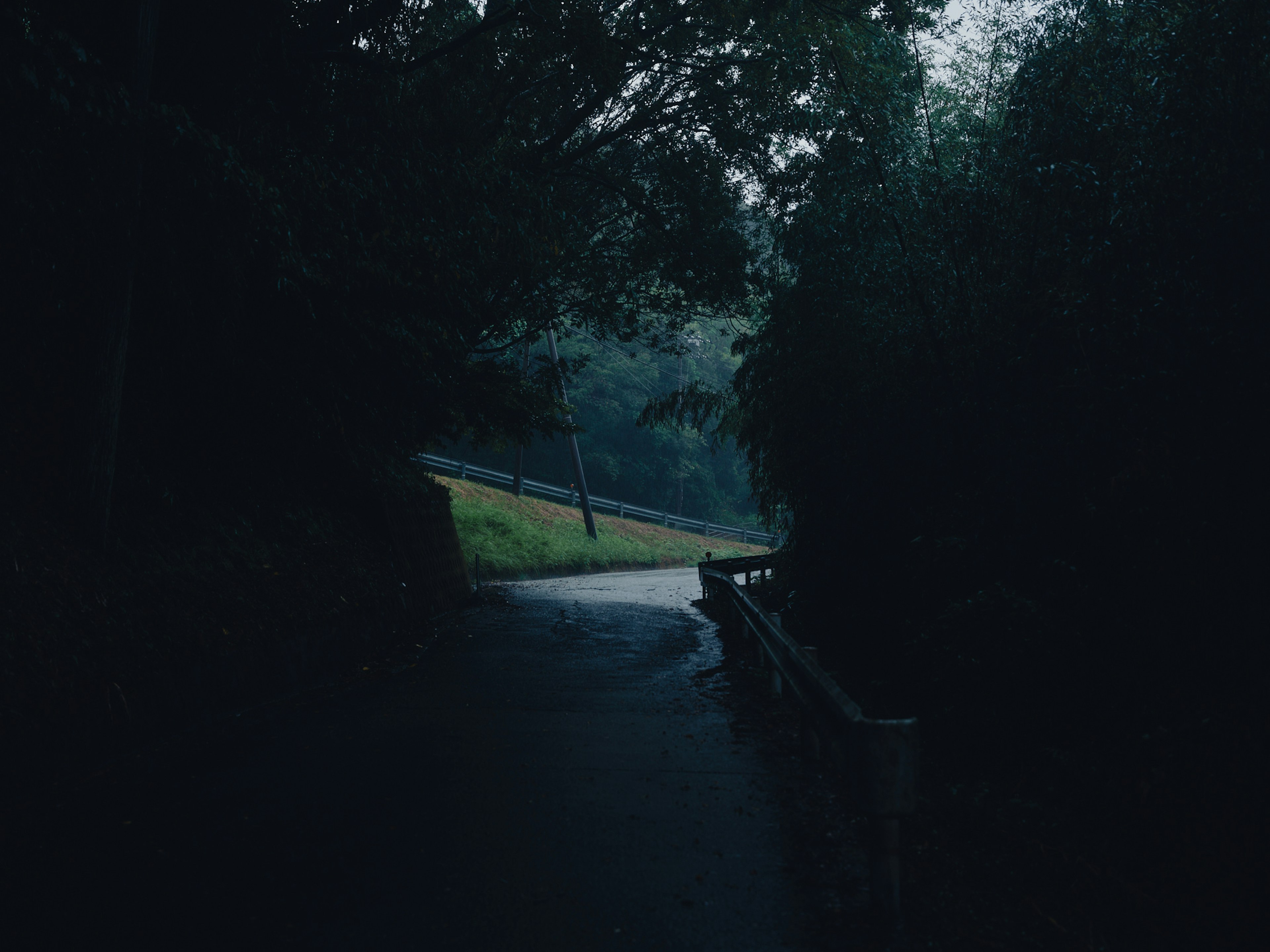 Un chemin sinueux sombre avec de l'herbe verte et des arbres environnants