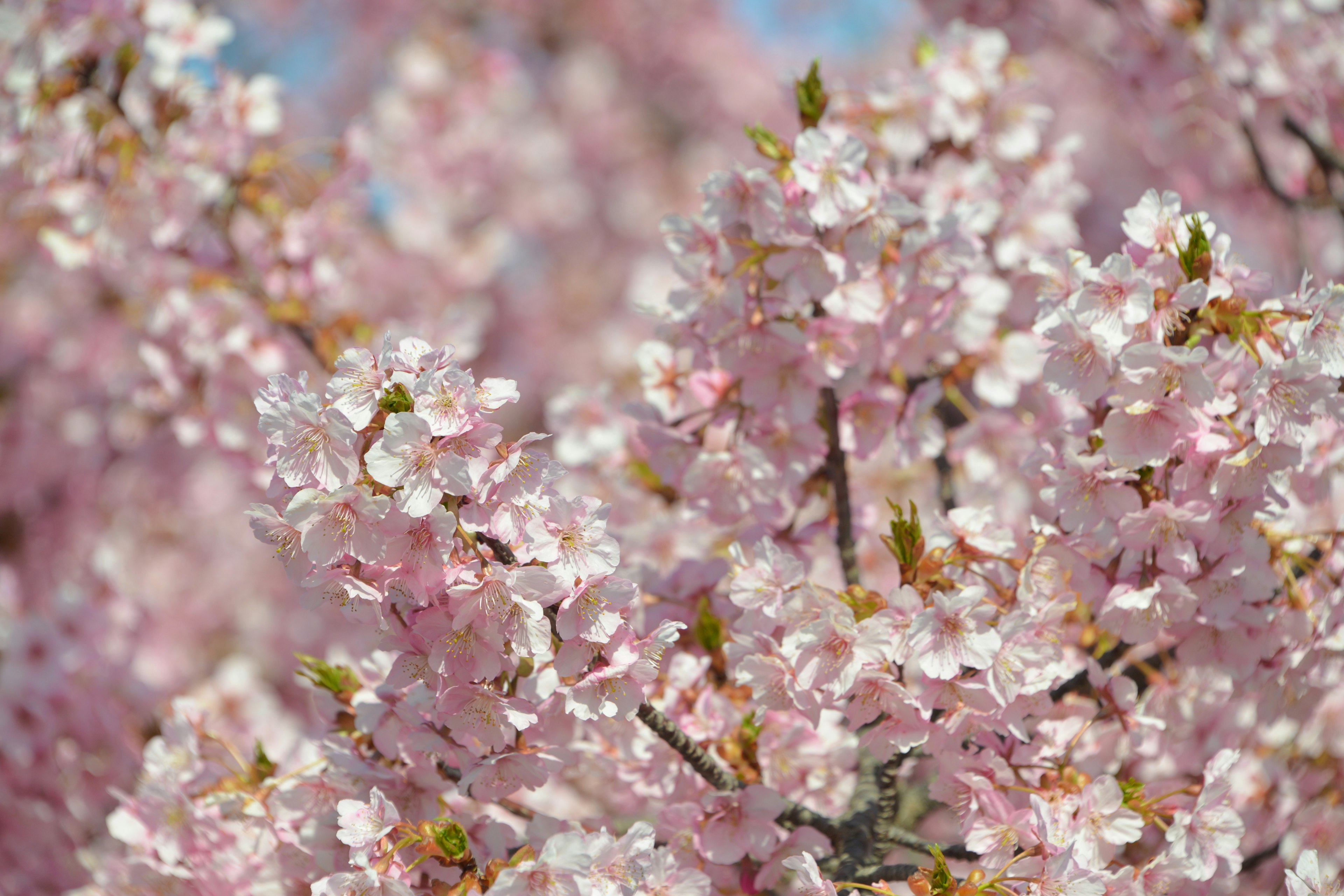 桜の花が咲いている美しい風景