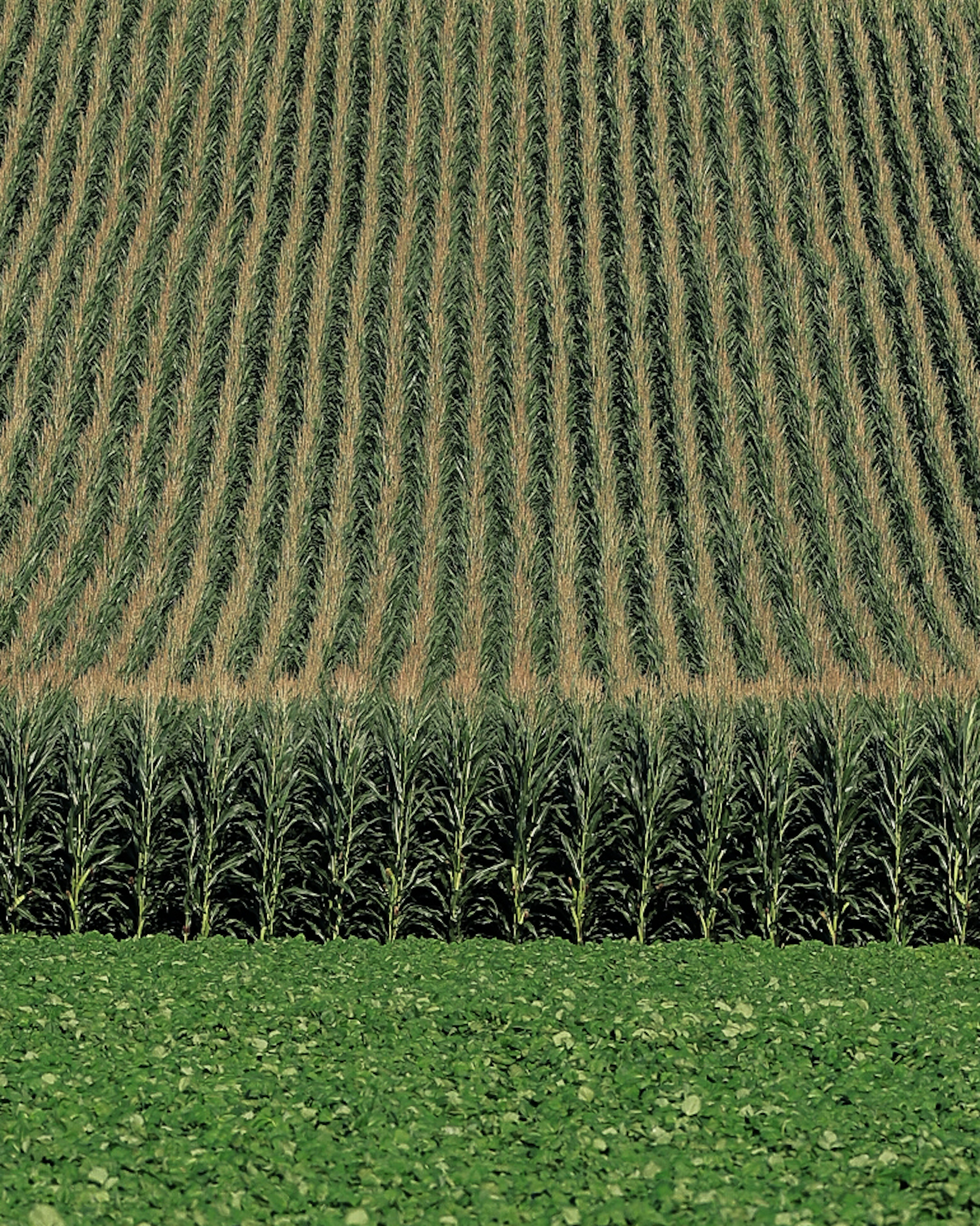 Campo de cultivo verde con filas de maíz ordenadas