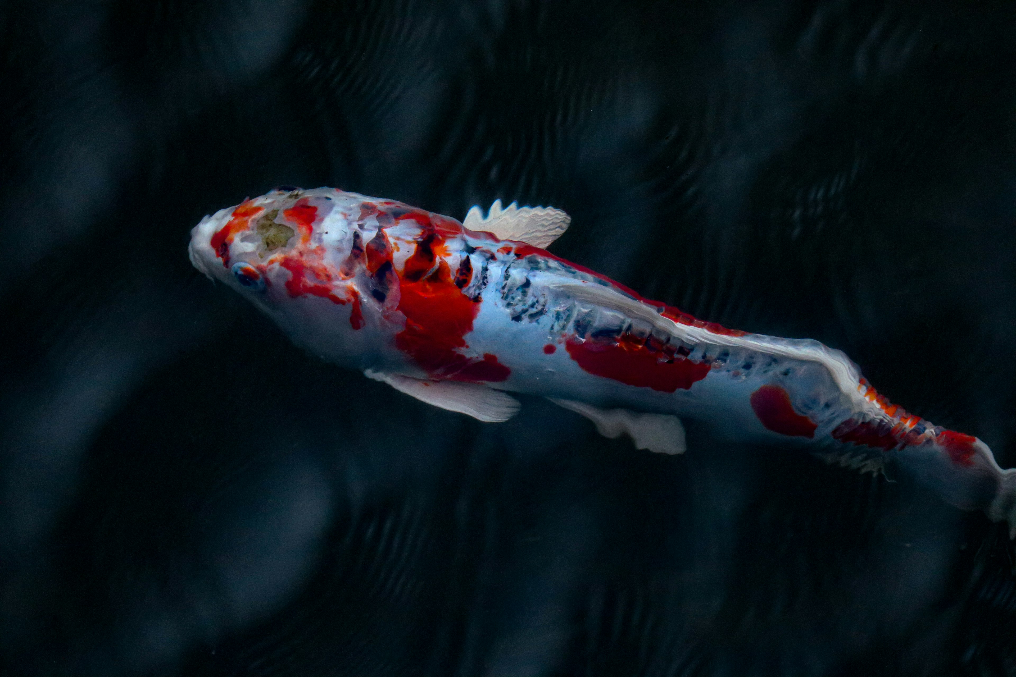 Schöner Koi-Fisch, der an der Wasseroberfläche mit roten und weißen Mustern vor schwarzem Hintergrund schwimmt