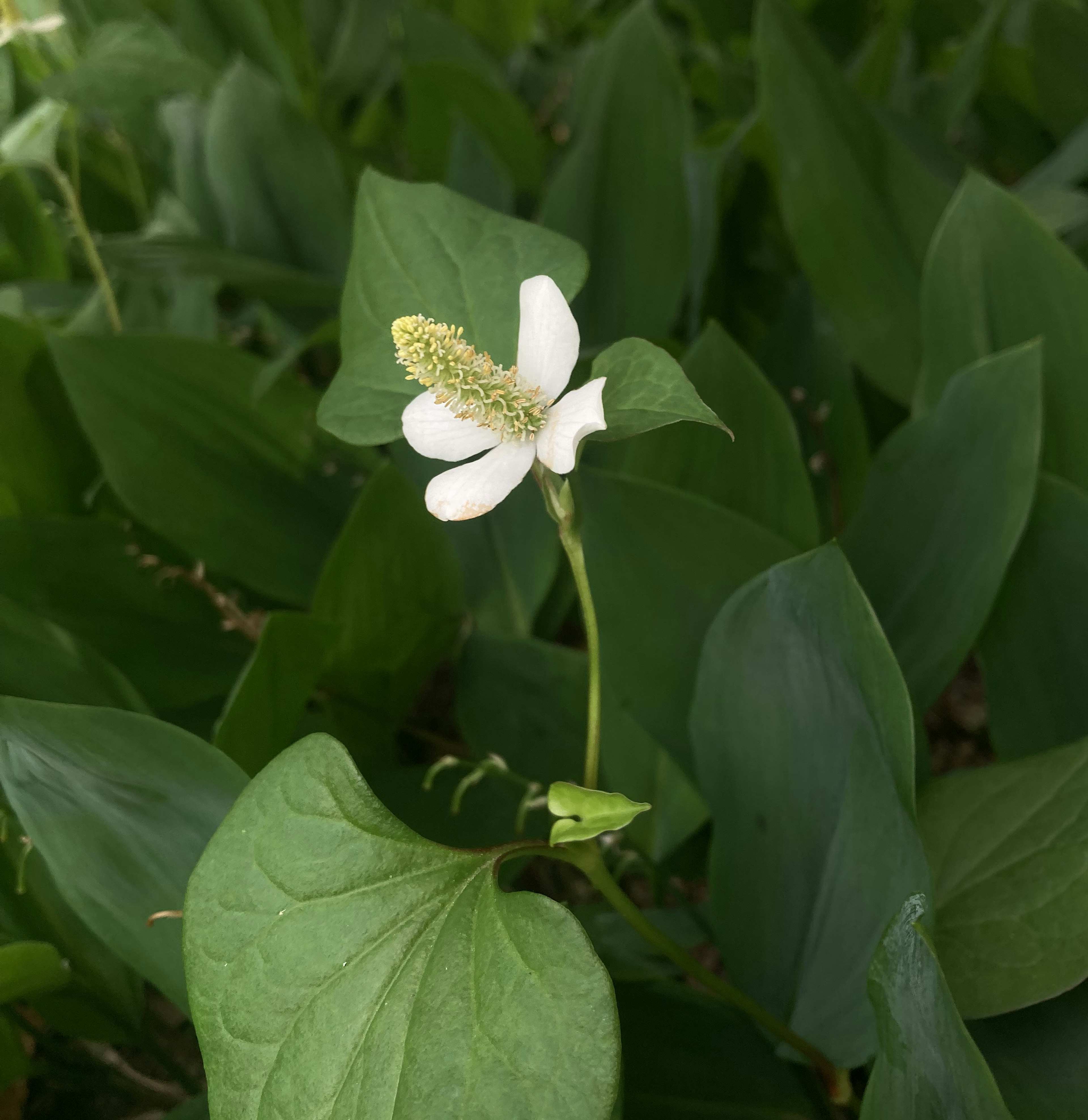 Un fiore bianco distintivo tra foglie verdi