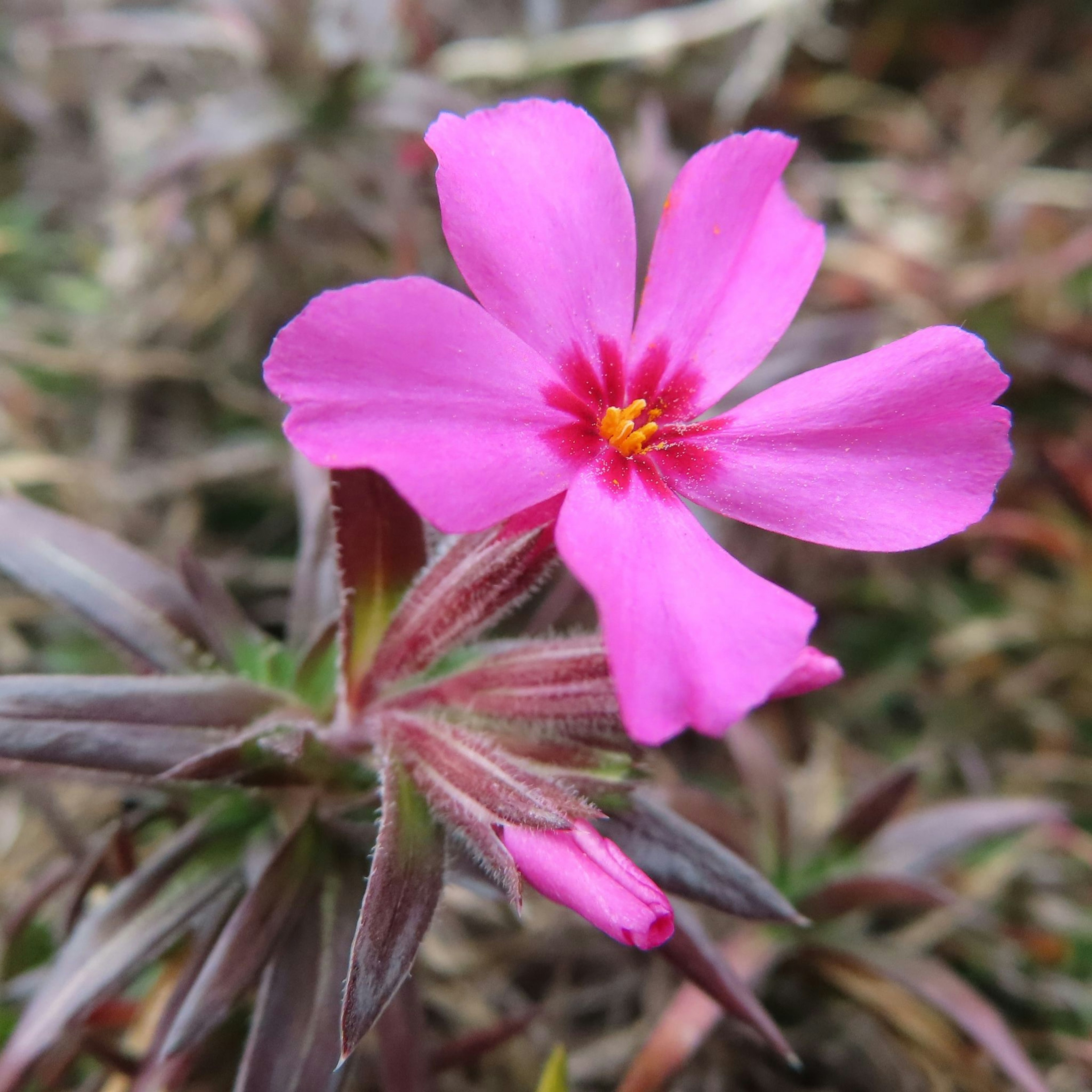 Close-up of a vibrant pink flower blooming on a plant