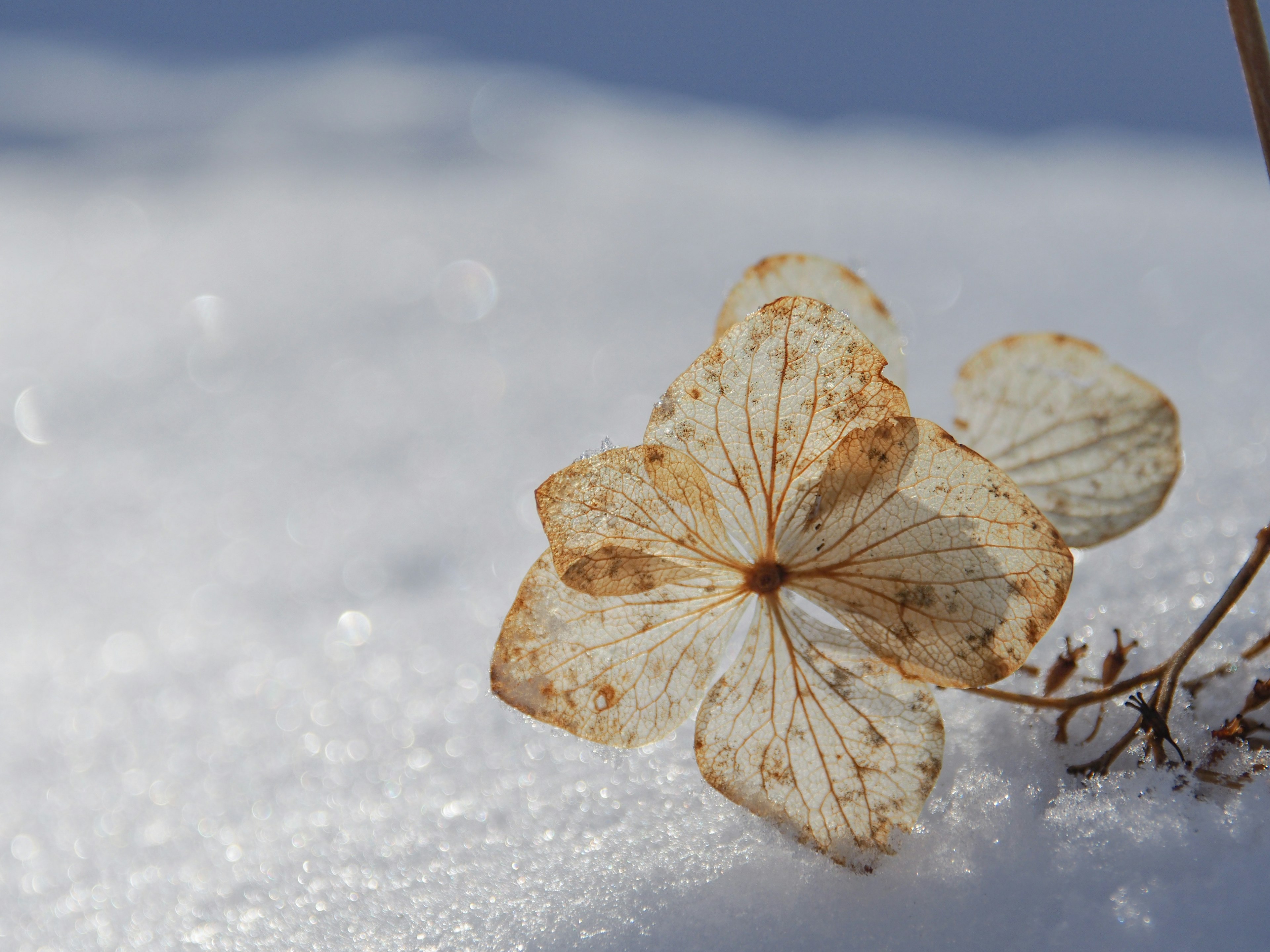 Gros plan de pétales de fleurs séchées sur la neige