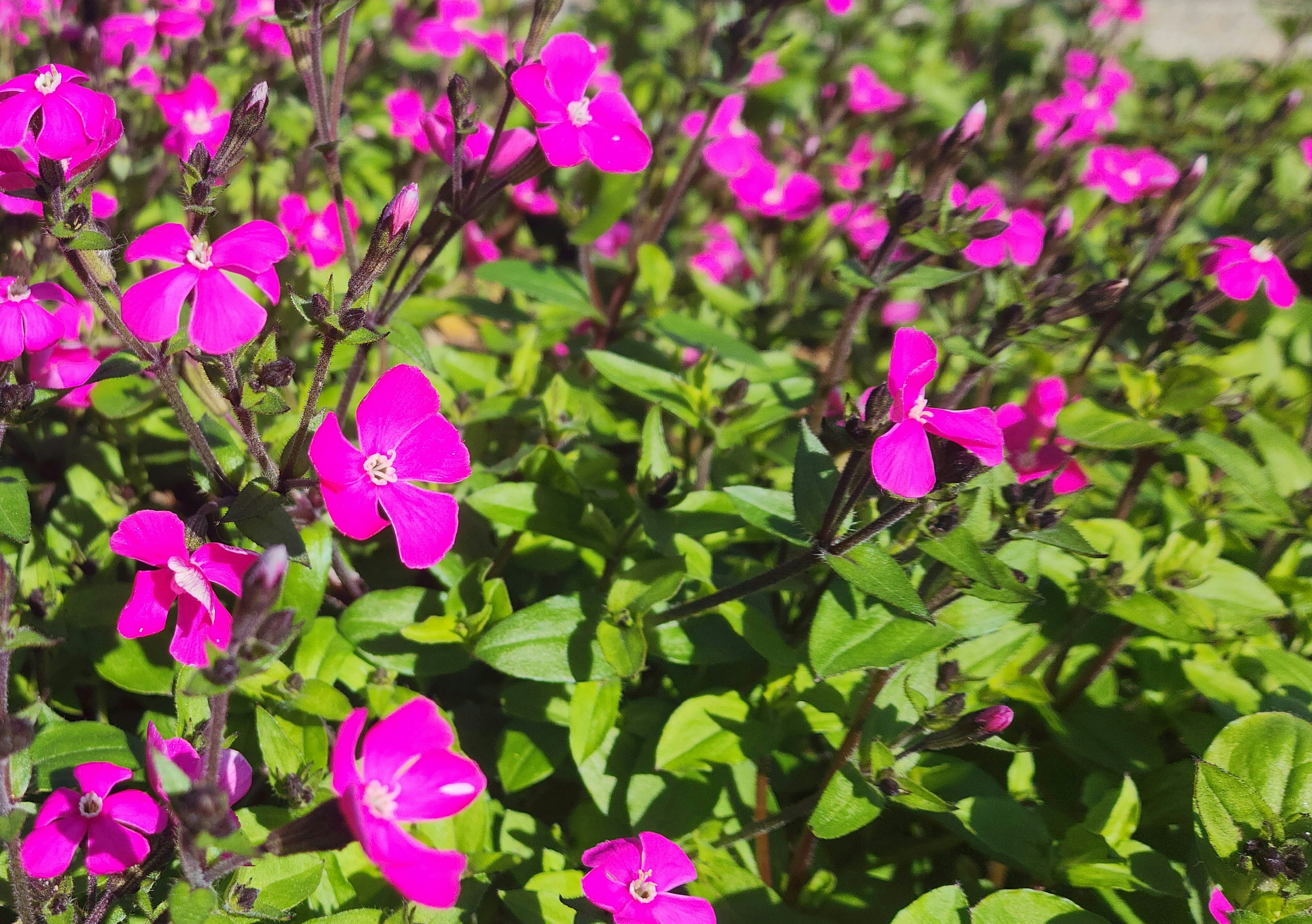 Primo piano di fiori rosa vivaci che sbocciano tra le foglie verdi