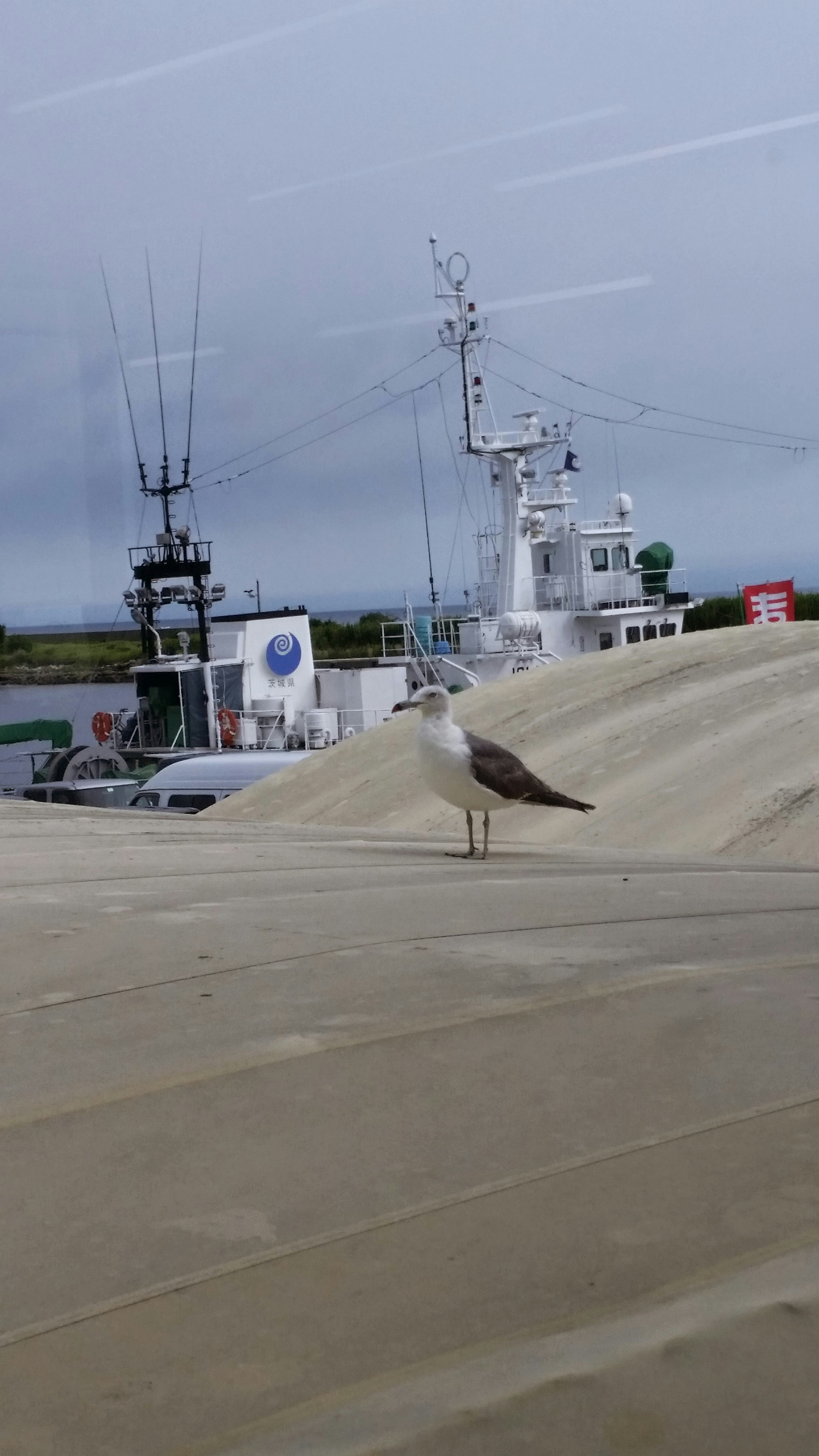 Gabbiano in piedi su una superficie sabbiosa con barche sullo sfondo