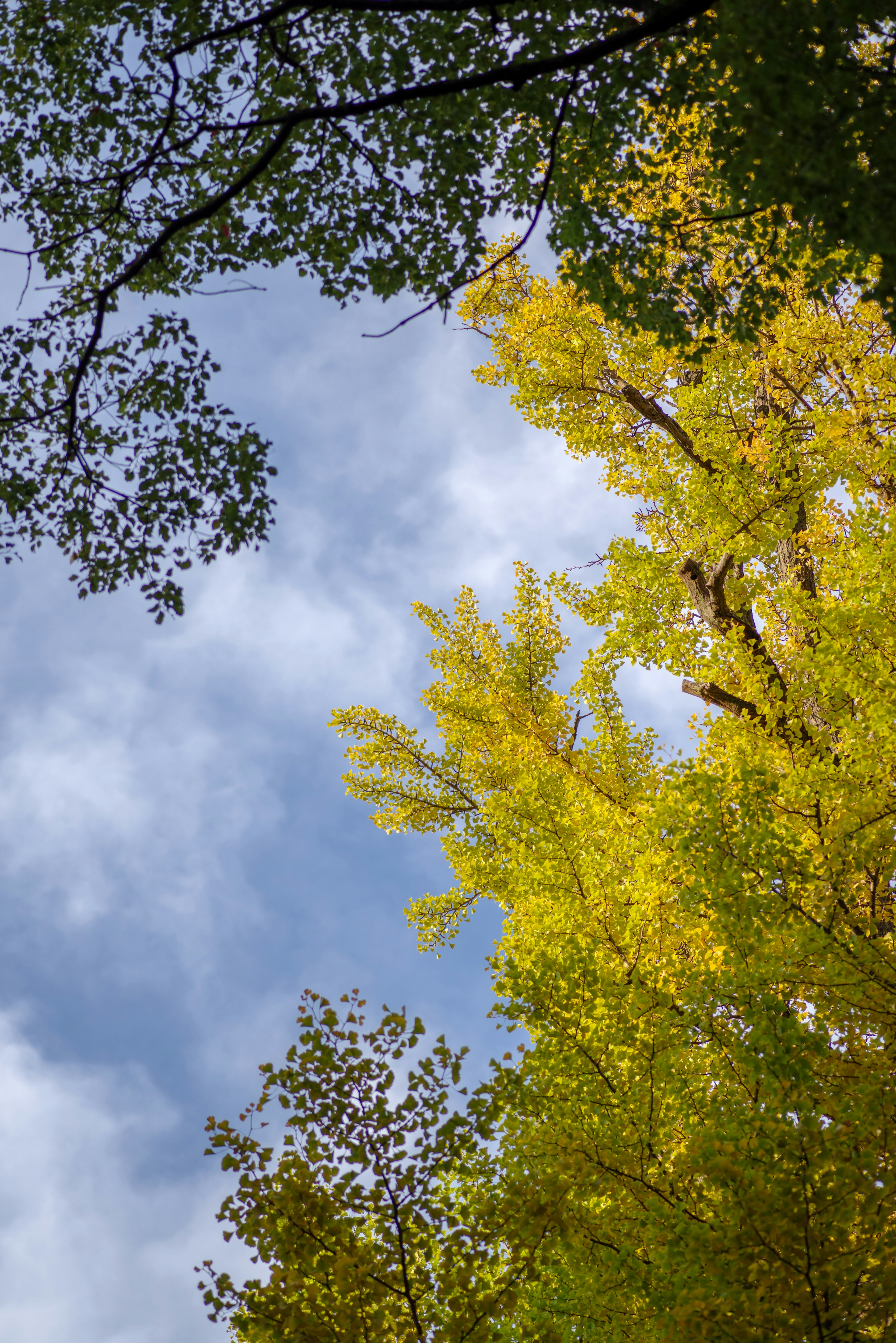 Kontrast von gelben und grünen Blättern unter einem blauen Himmel