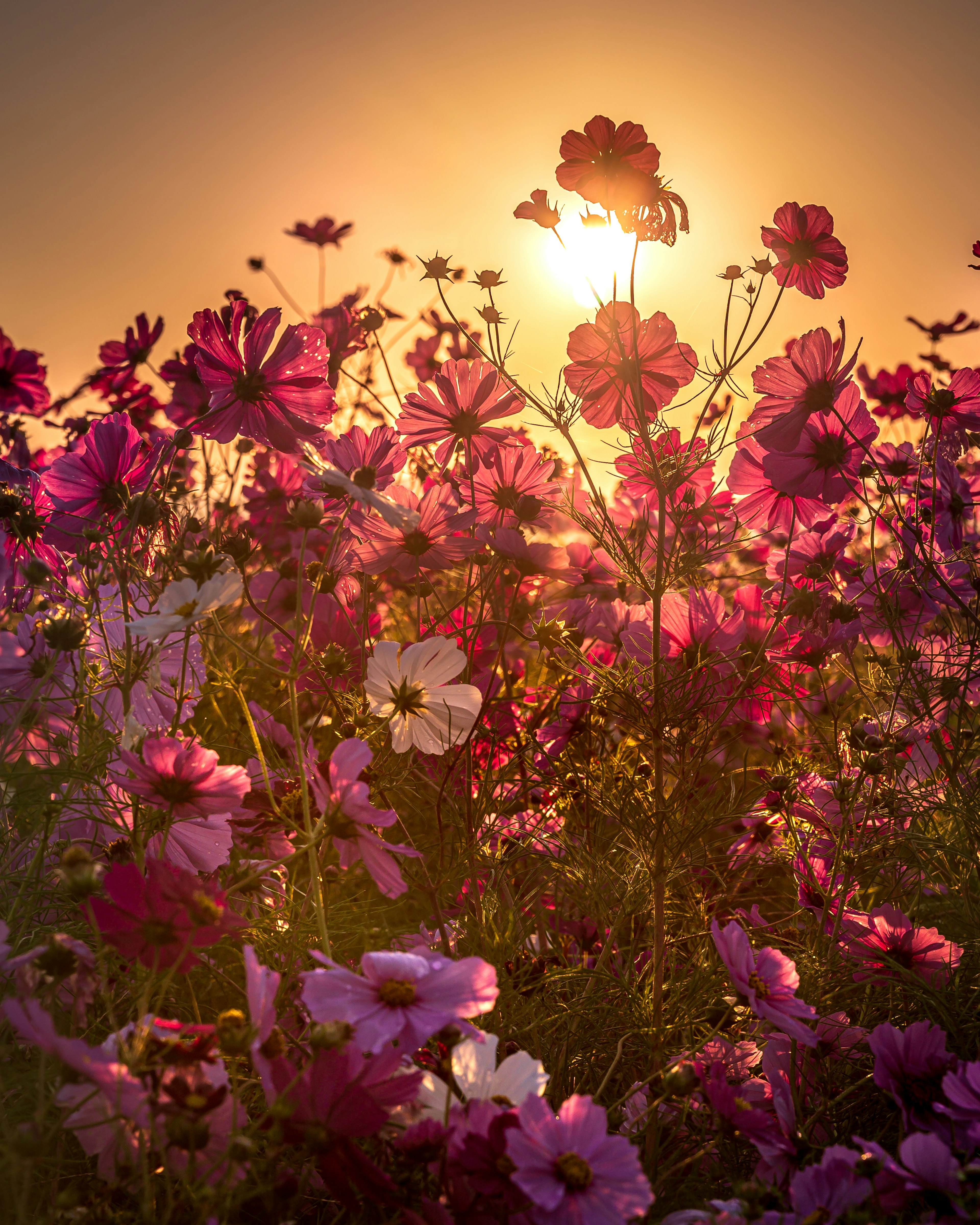 Campo de flores coloridas con un atardecer de fondo