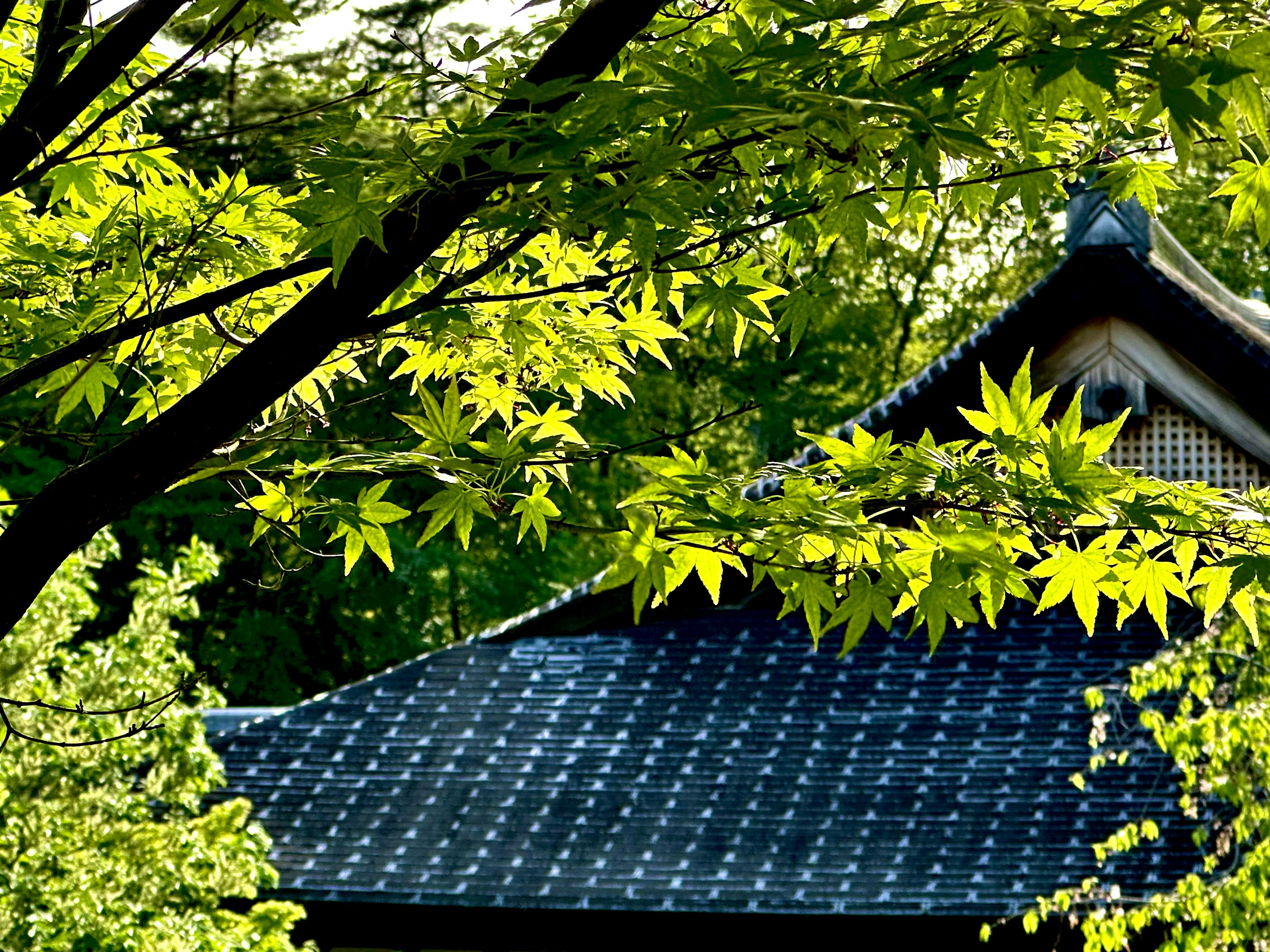 Toit traditionnel japonais entouré de feuilles vertes vives