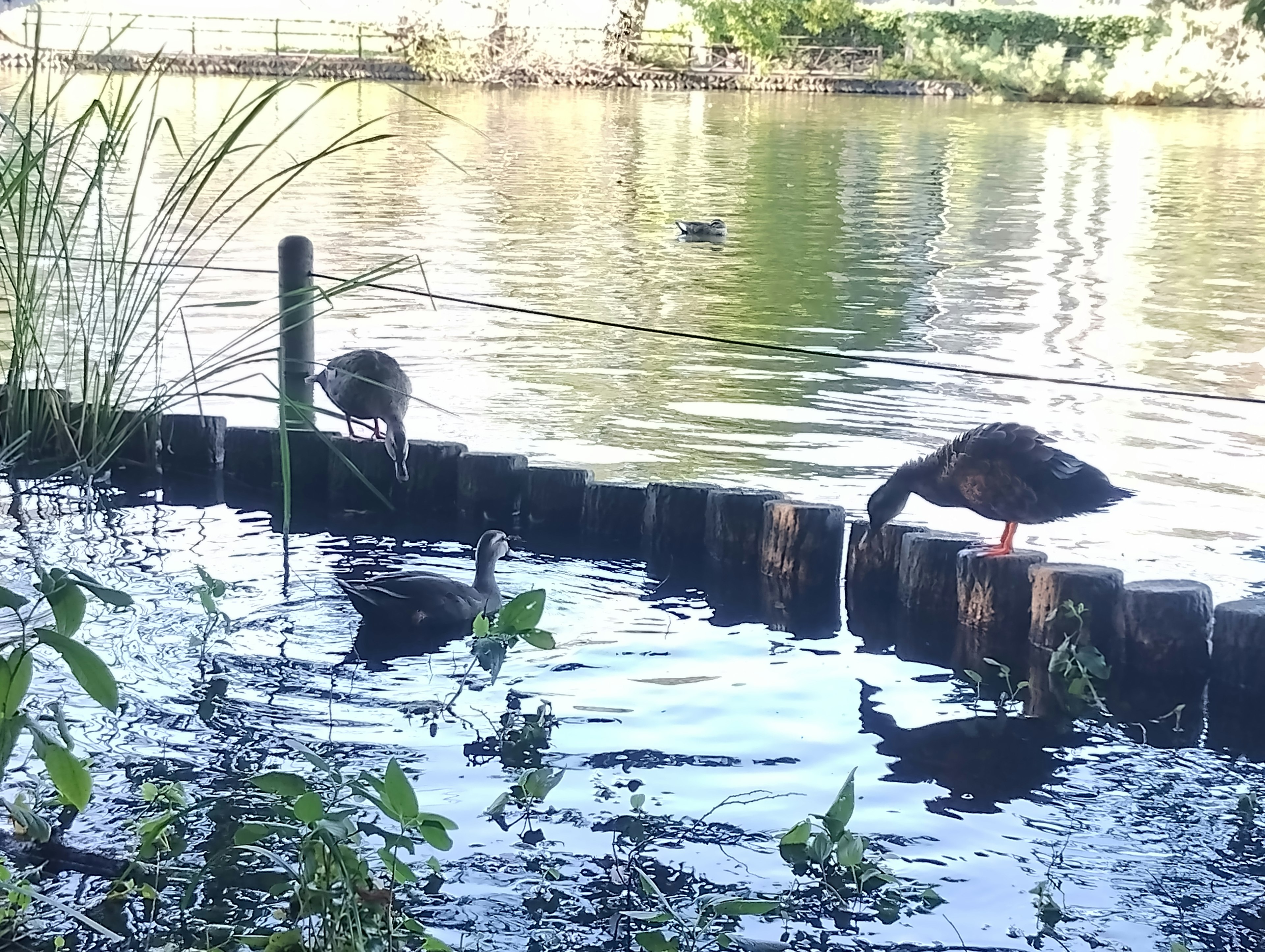 水辺にいるカモたちと自然の風景