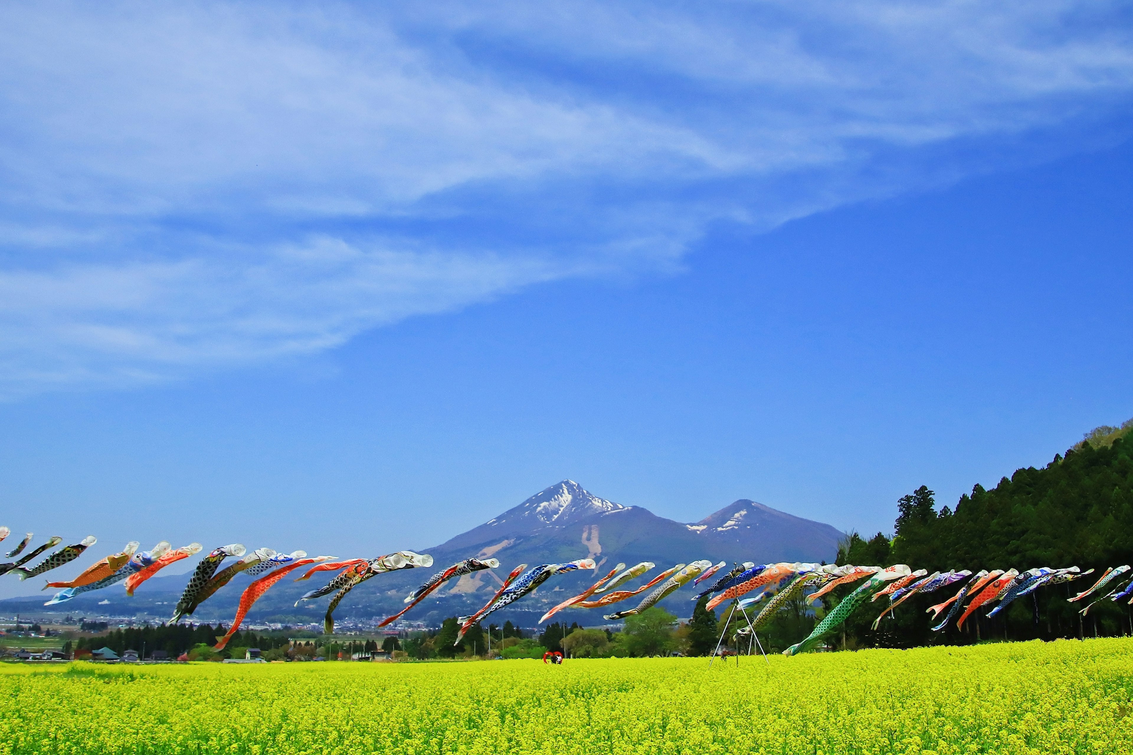 Drapeaux koi colorés flottant au-dessus d'un champ de colza doré avec des montagnes en arrière-plan