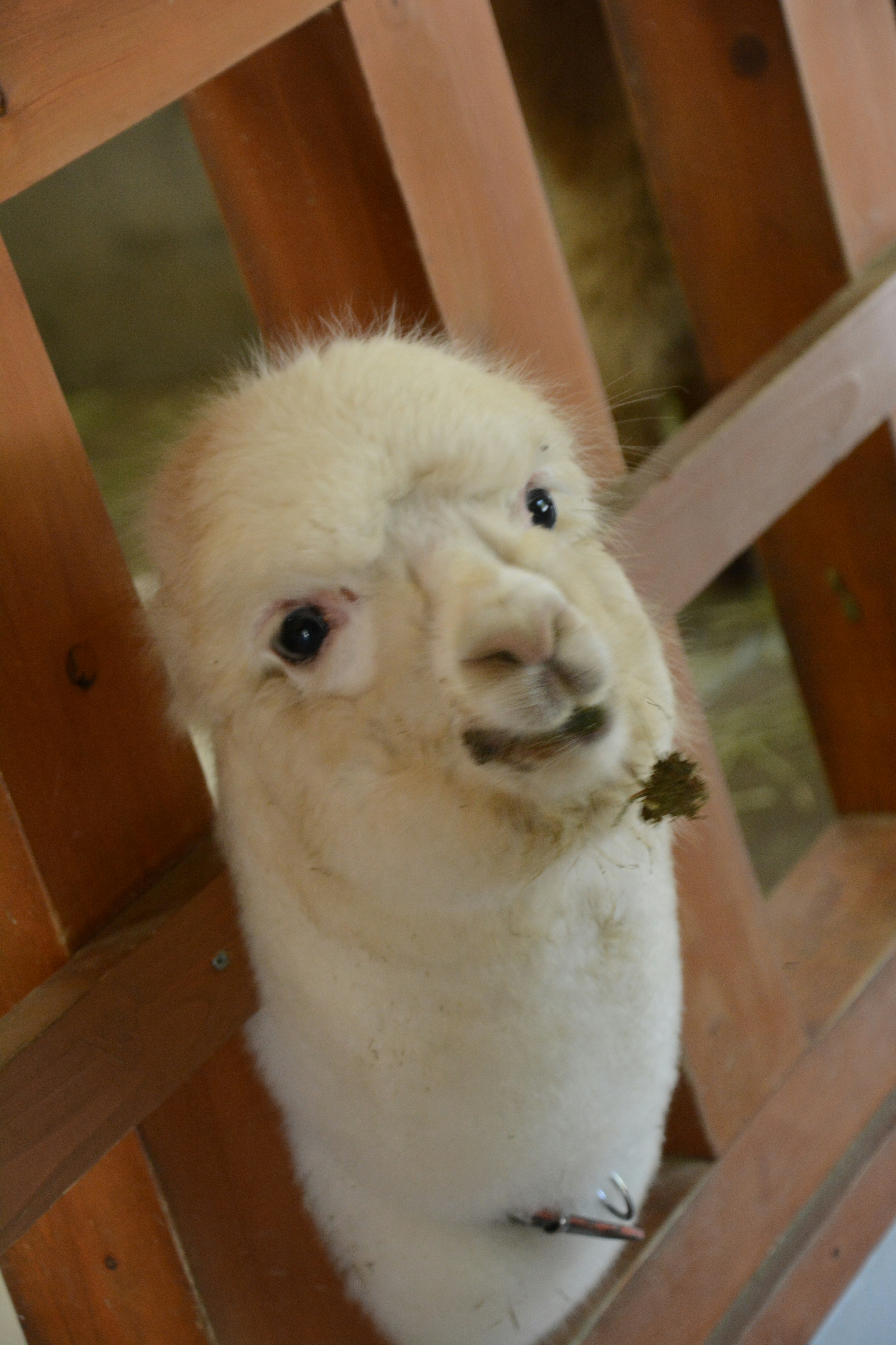 Alpaca blanca asomándose a través de una cerca de madera