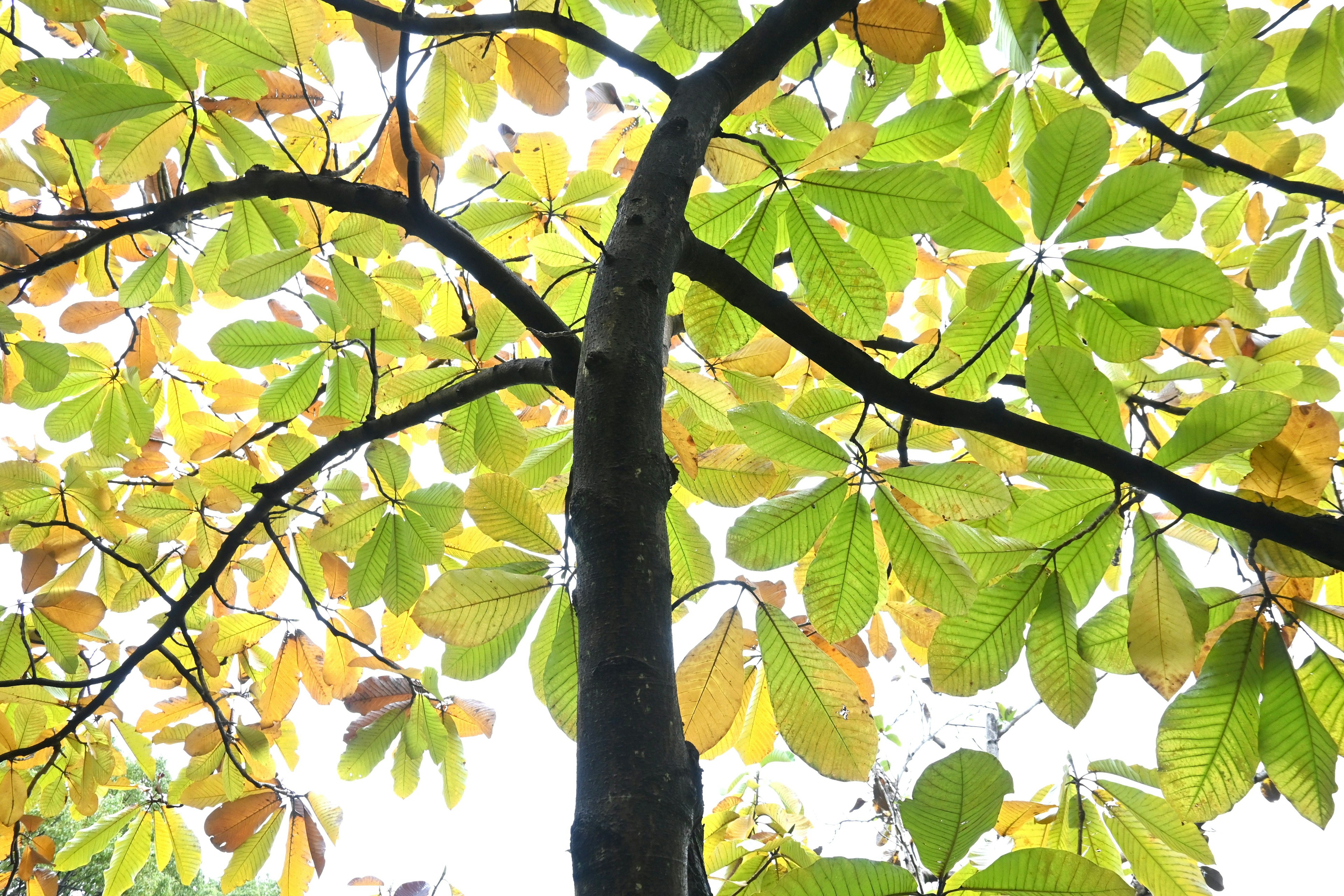 View from below a tree with a mix of green and yellow leaves