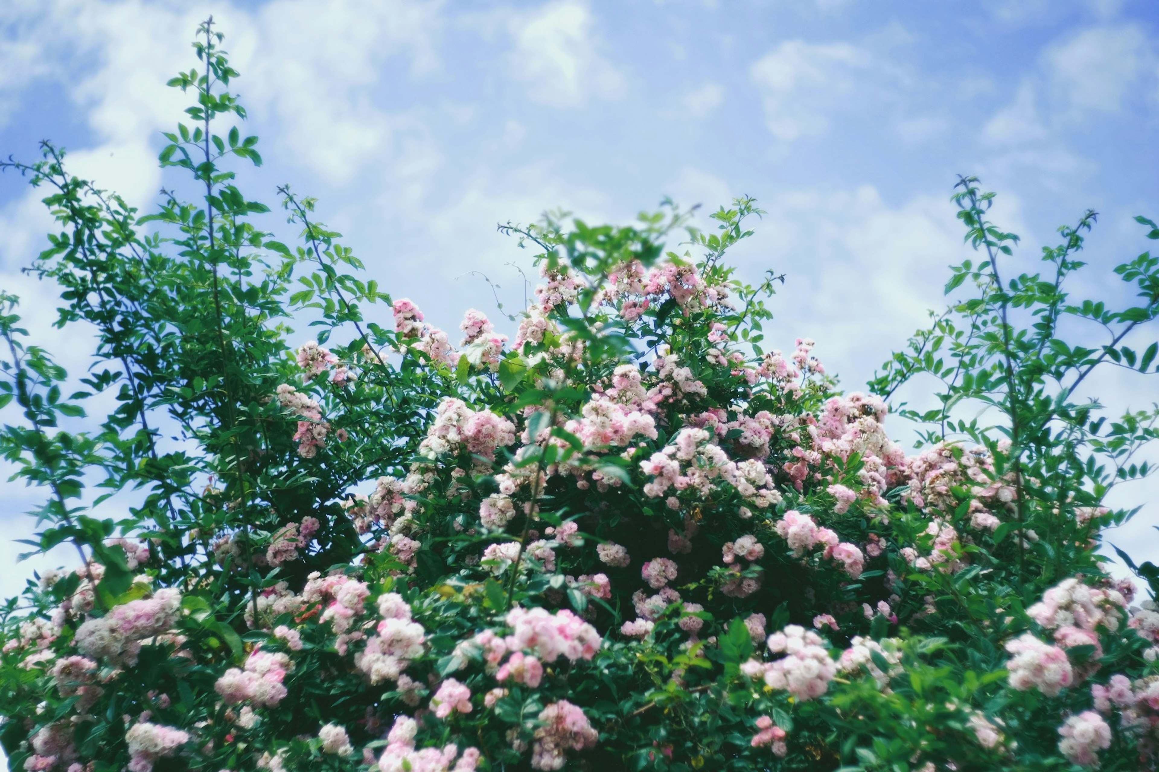 青空の下に咲く薄ピンクの花と緑の葉の茂み