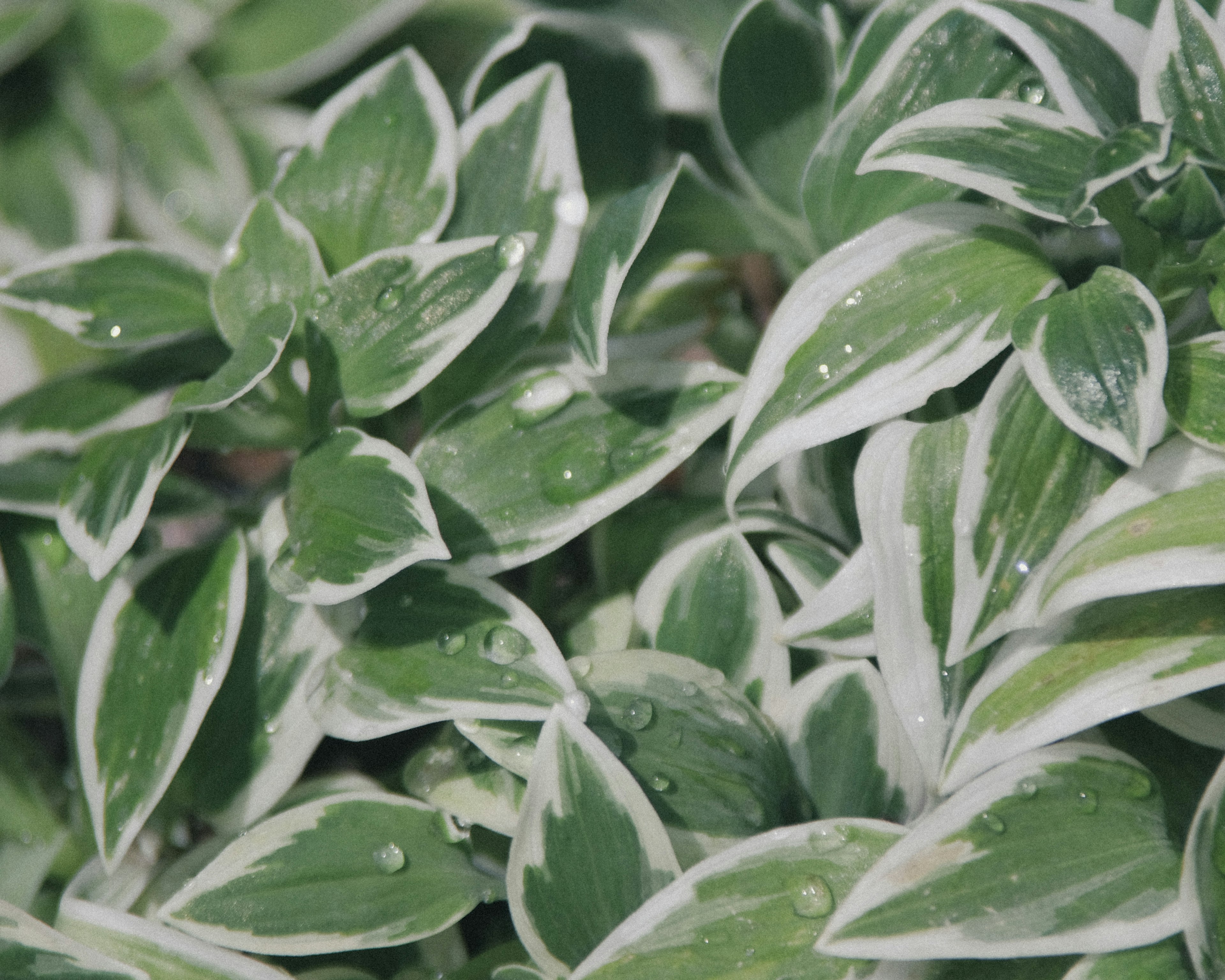 Primer plano de una planta con hojas verdes y blancas