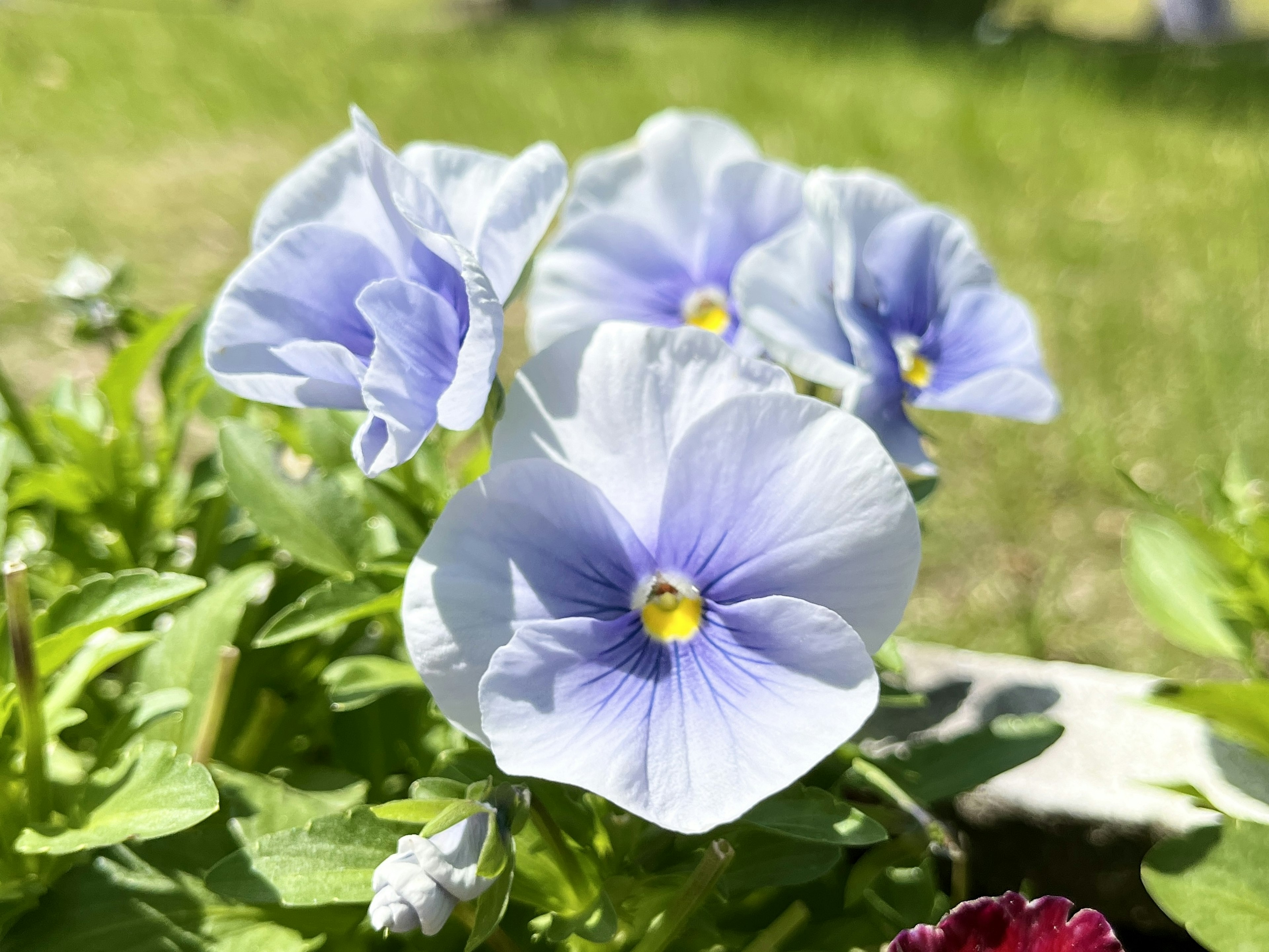 青いパンジーの花が咲いている庭の風景