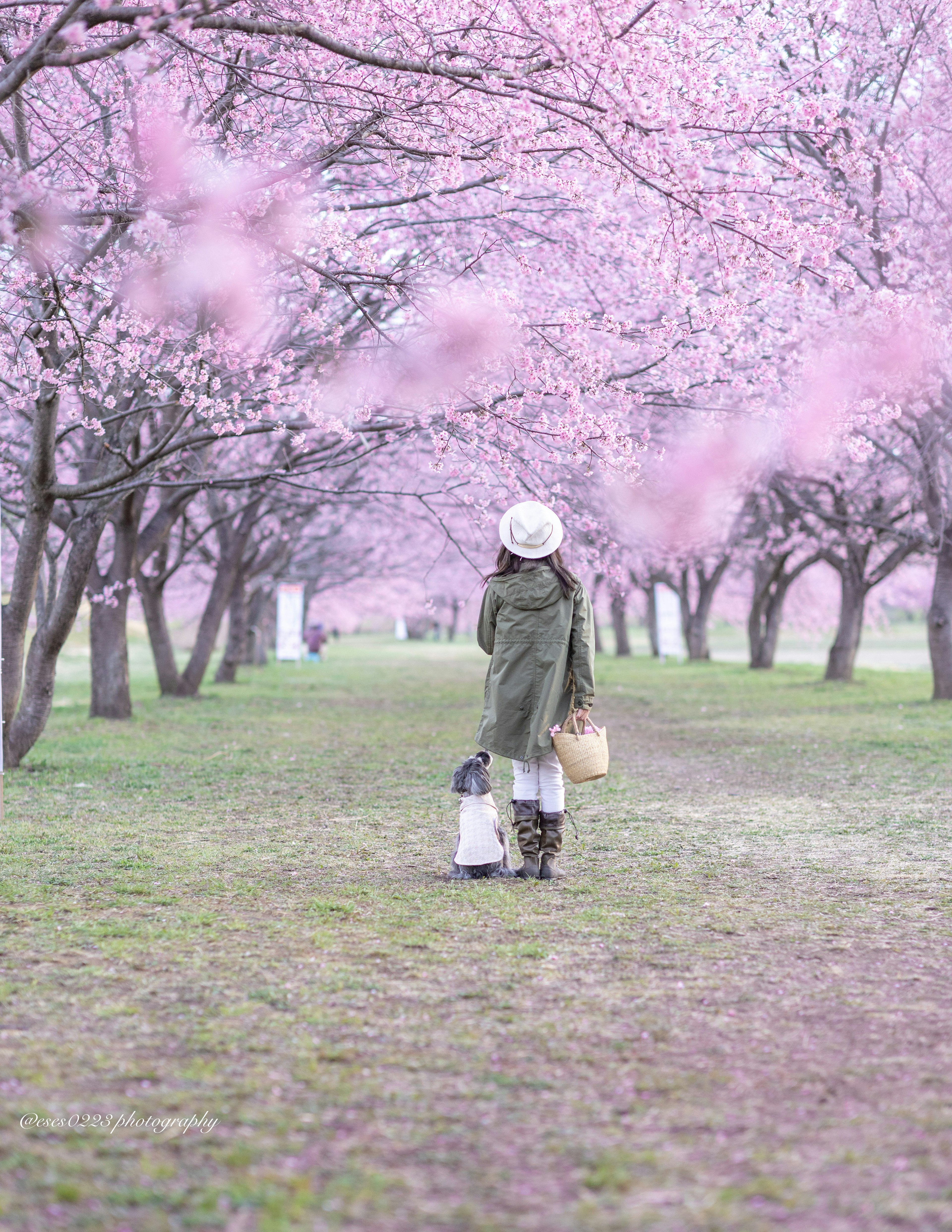 Femme marchant le long d'un chemin bordé de cerisiers en fleurs