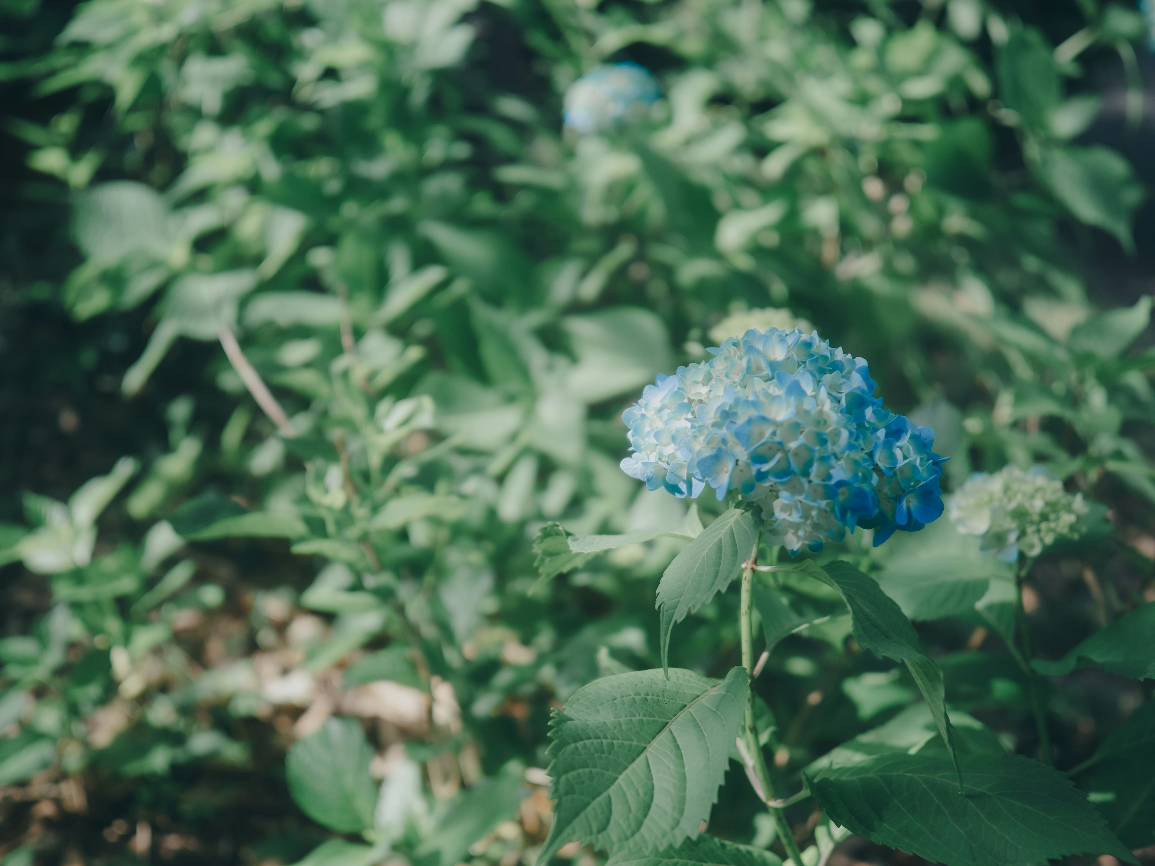 Blaue Hortensie umgeben von grünen Blättern