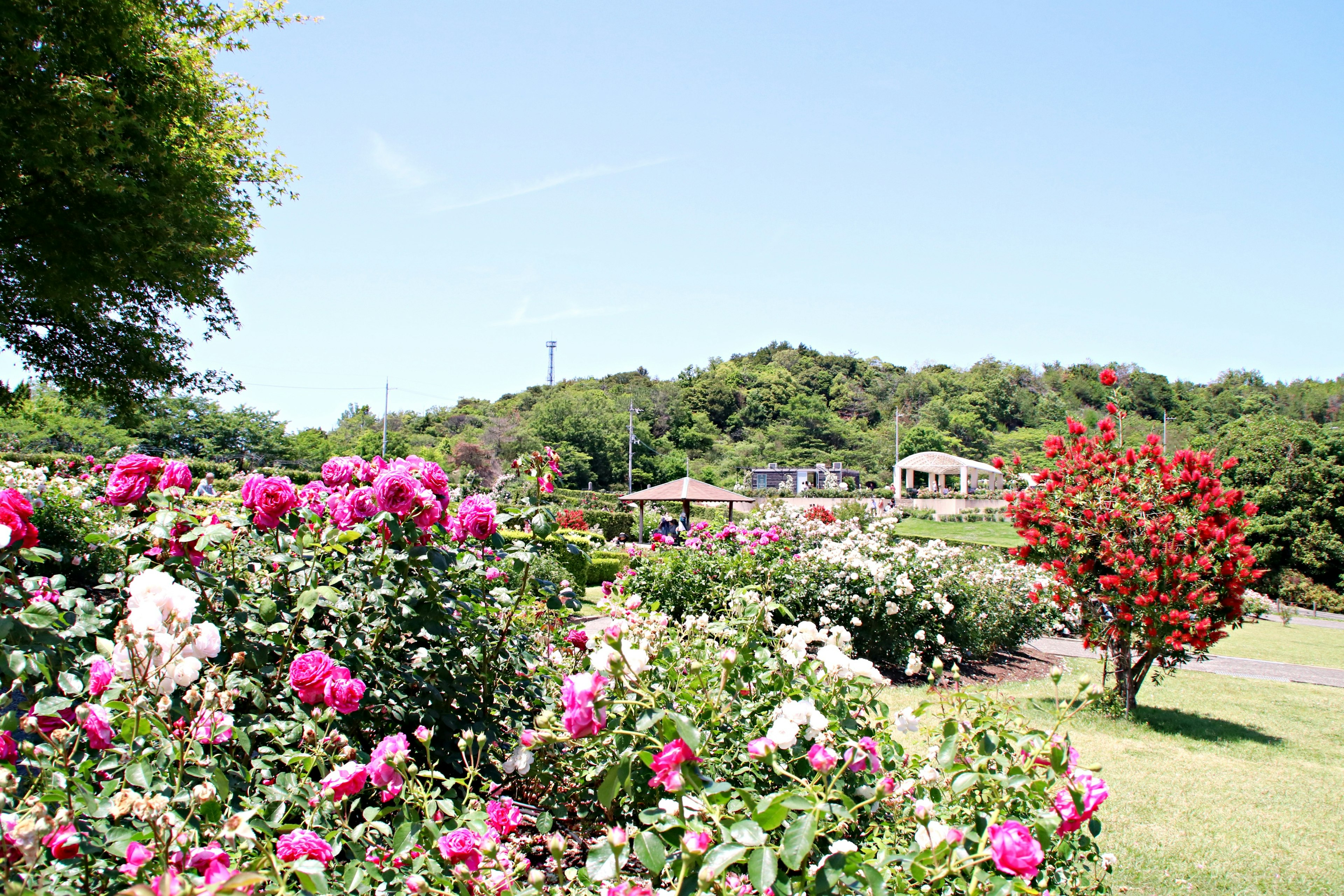 色とりどりのバラが咲く公園の風景と青空