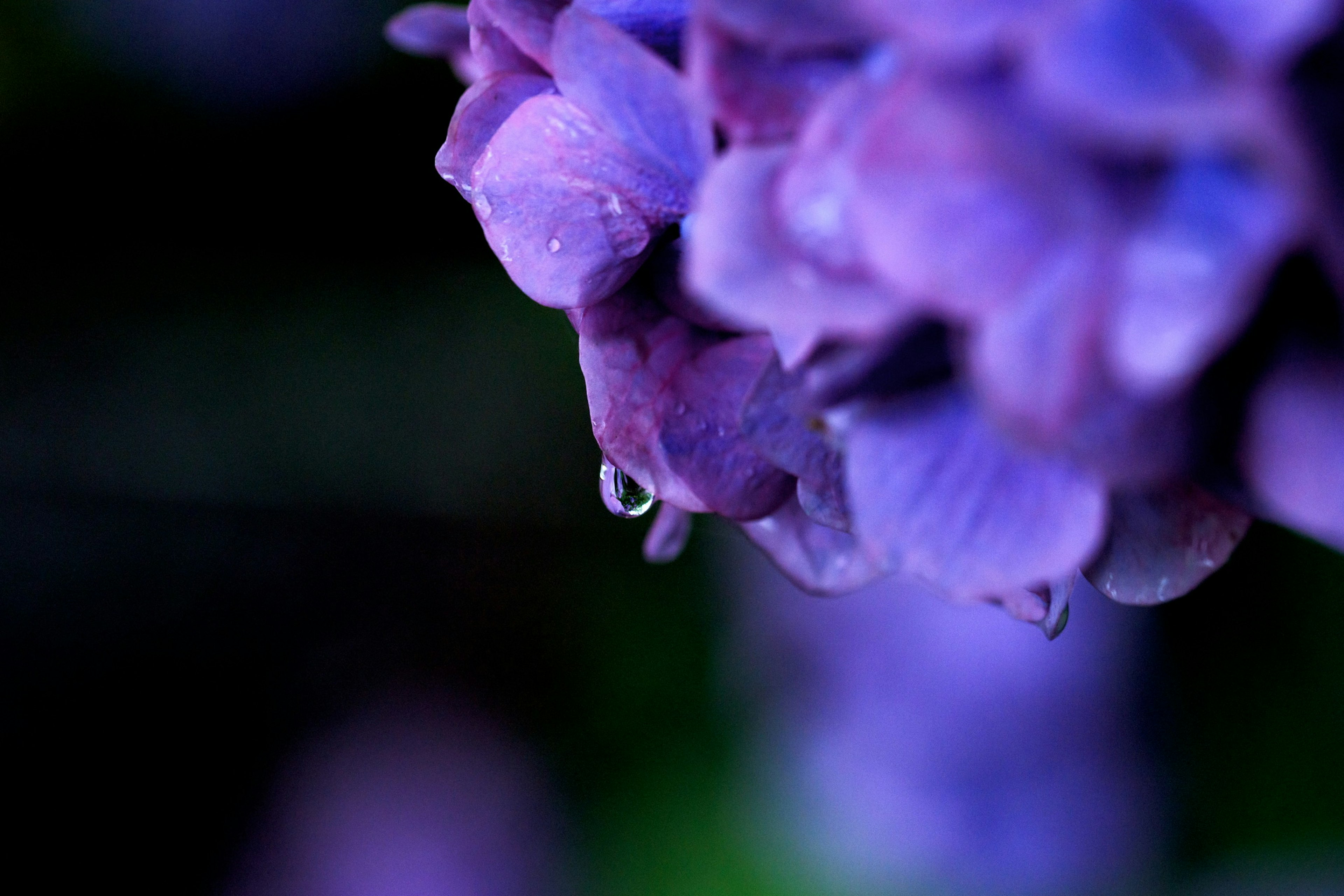 Gros plan de pétales de fleurs violettes avec une goutte d'eau