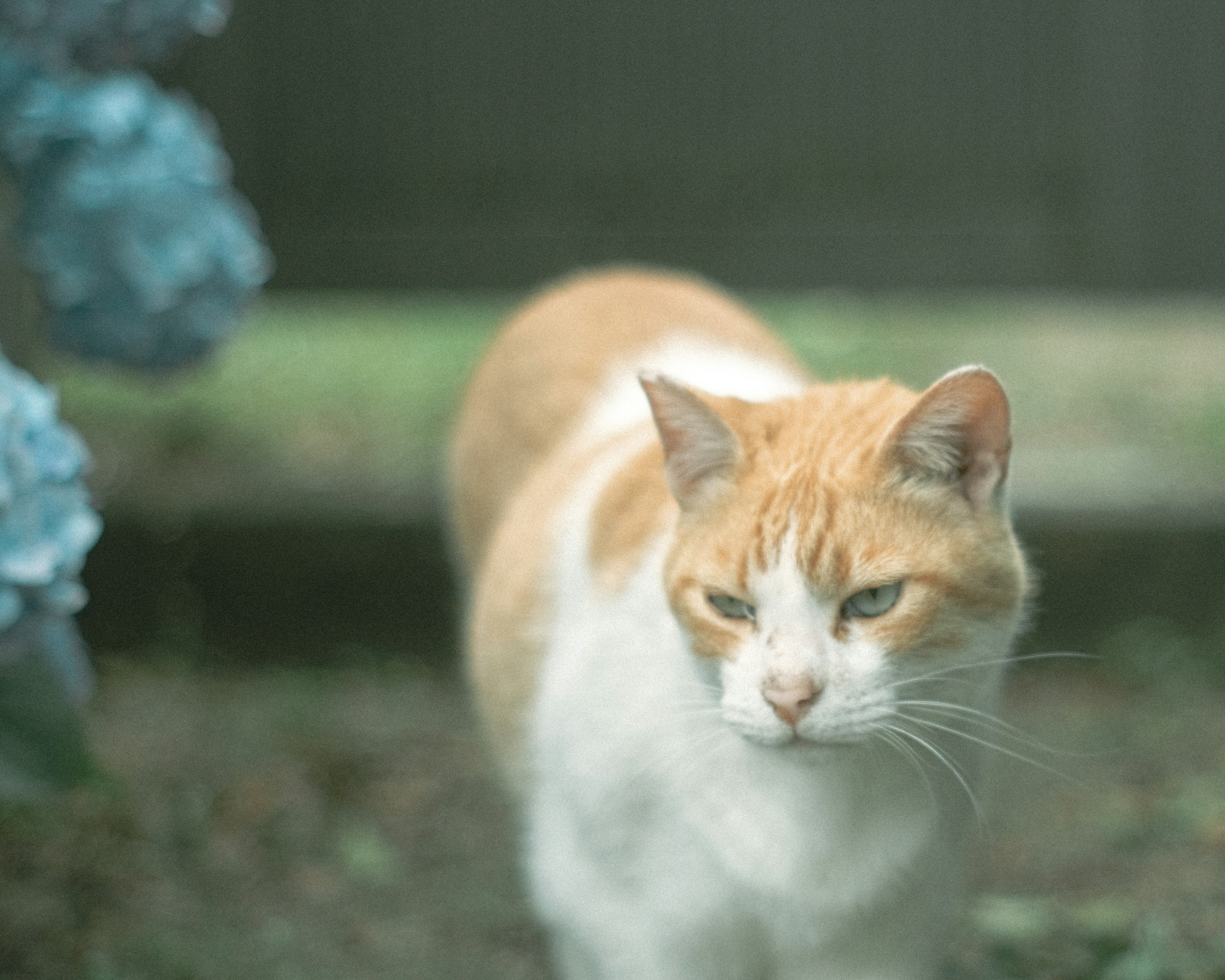 A ginger and white cat walking near blue hydrangeas