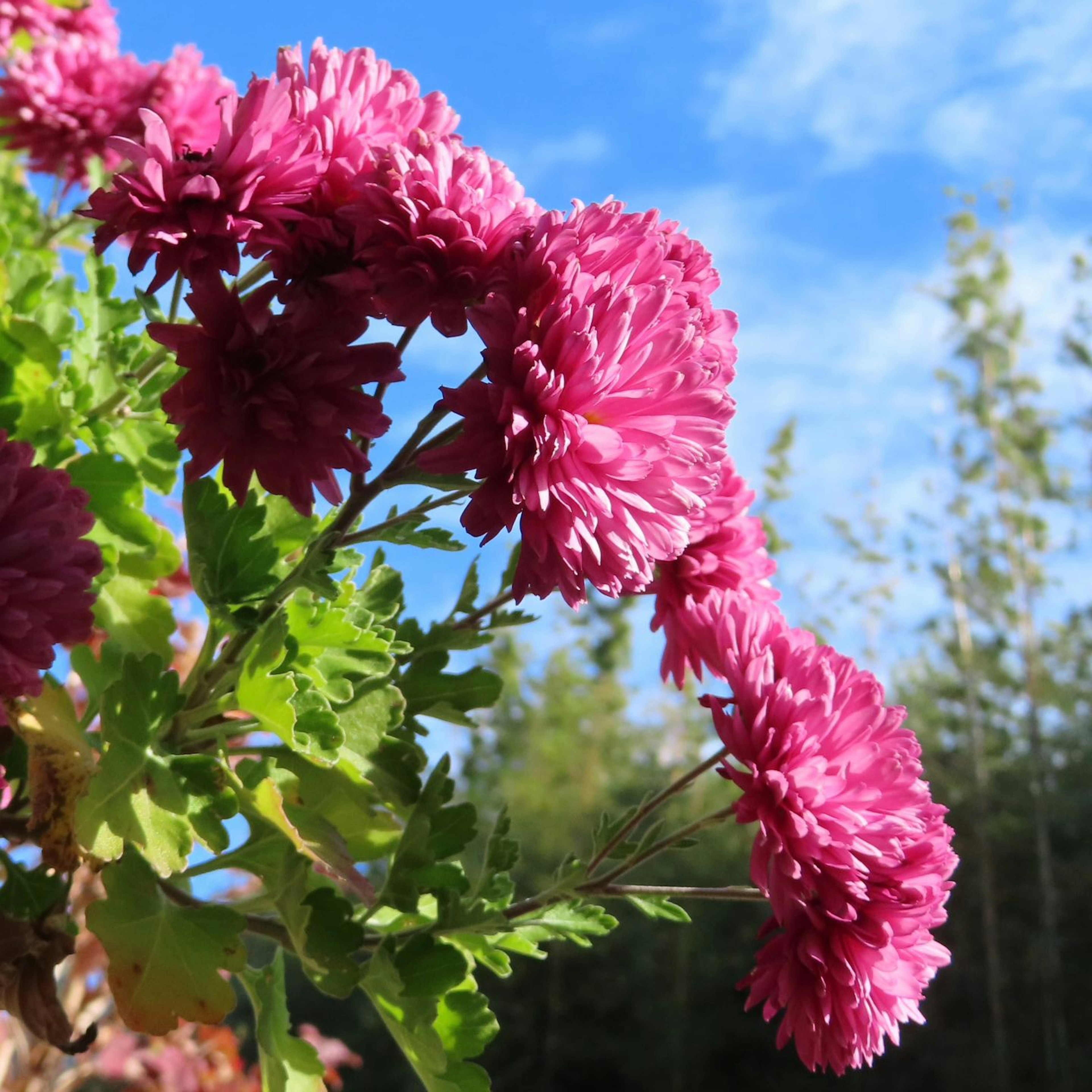 Vibrant pink flowers blooming under a blue sky